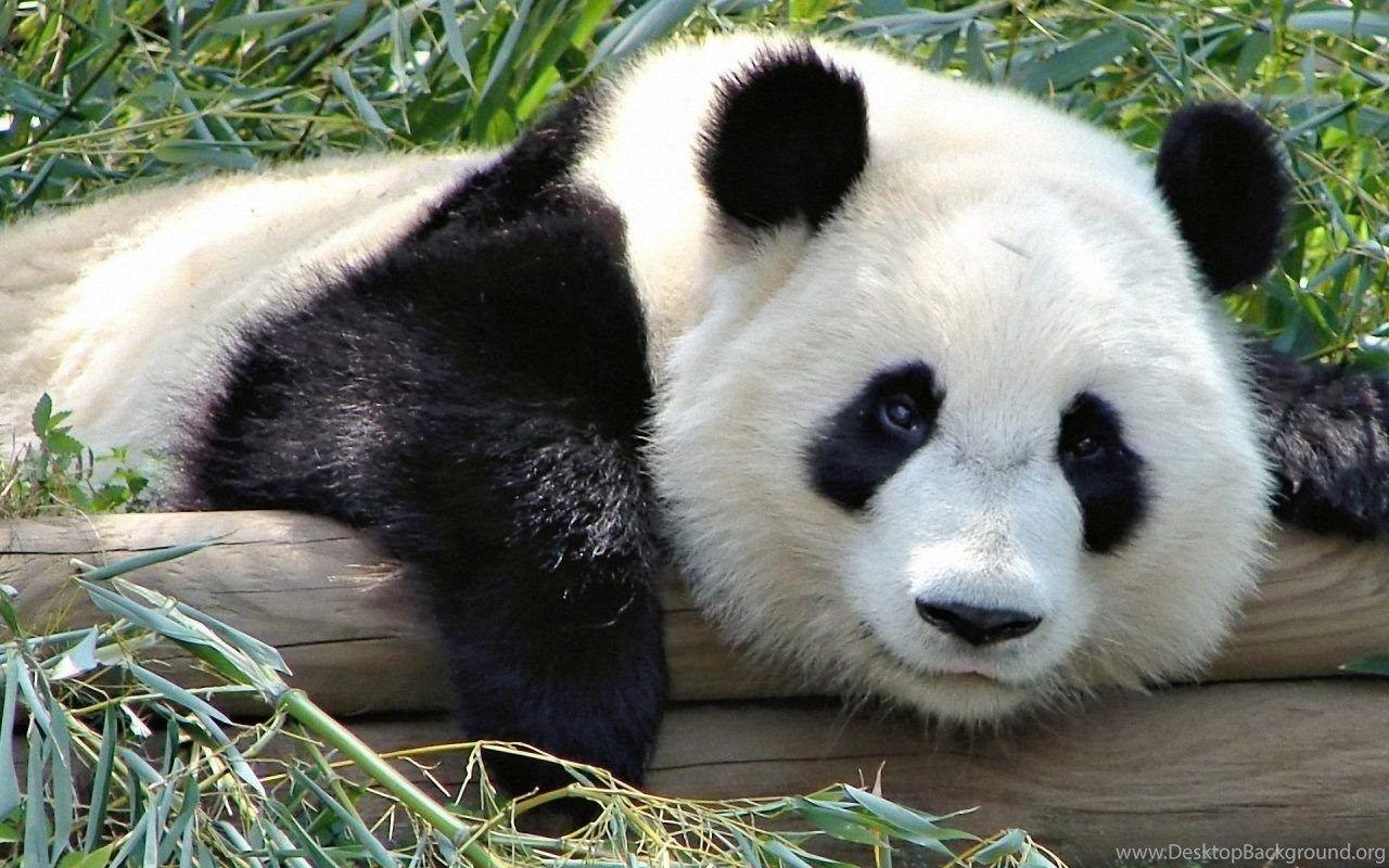 1280x800 Beautiful Panda Wallpaper Desktop Background