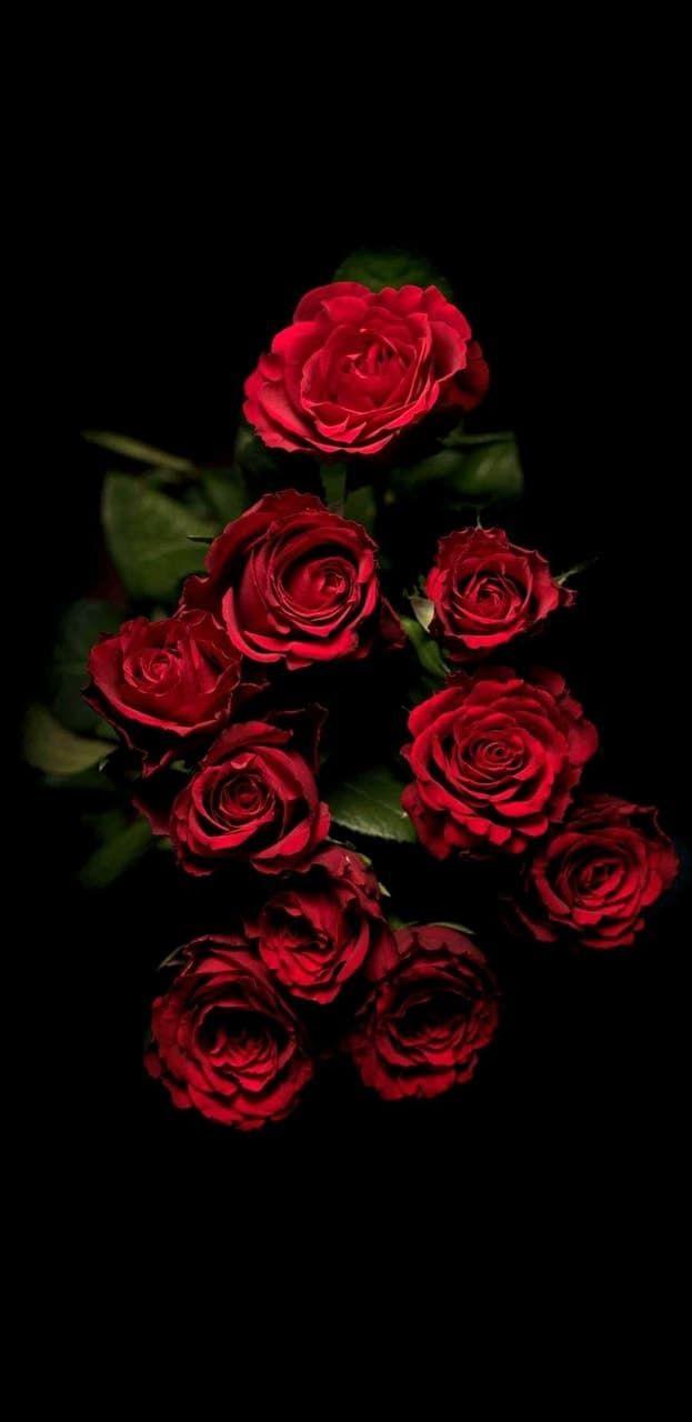 Aesthetic Black and Red Rose Wallpapers - Top Free Aesthetic Black and Red Rose  Backgrounds - WallpaperAccess