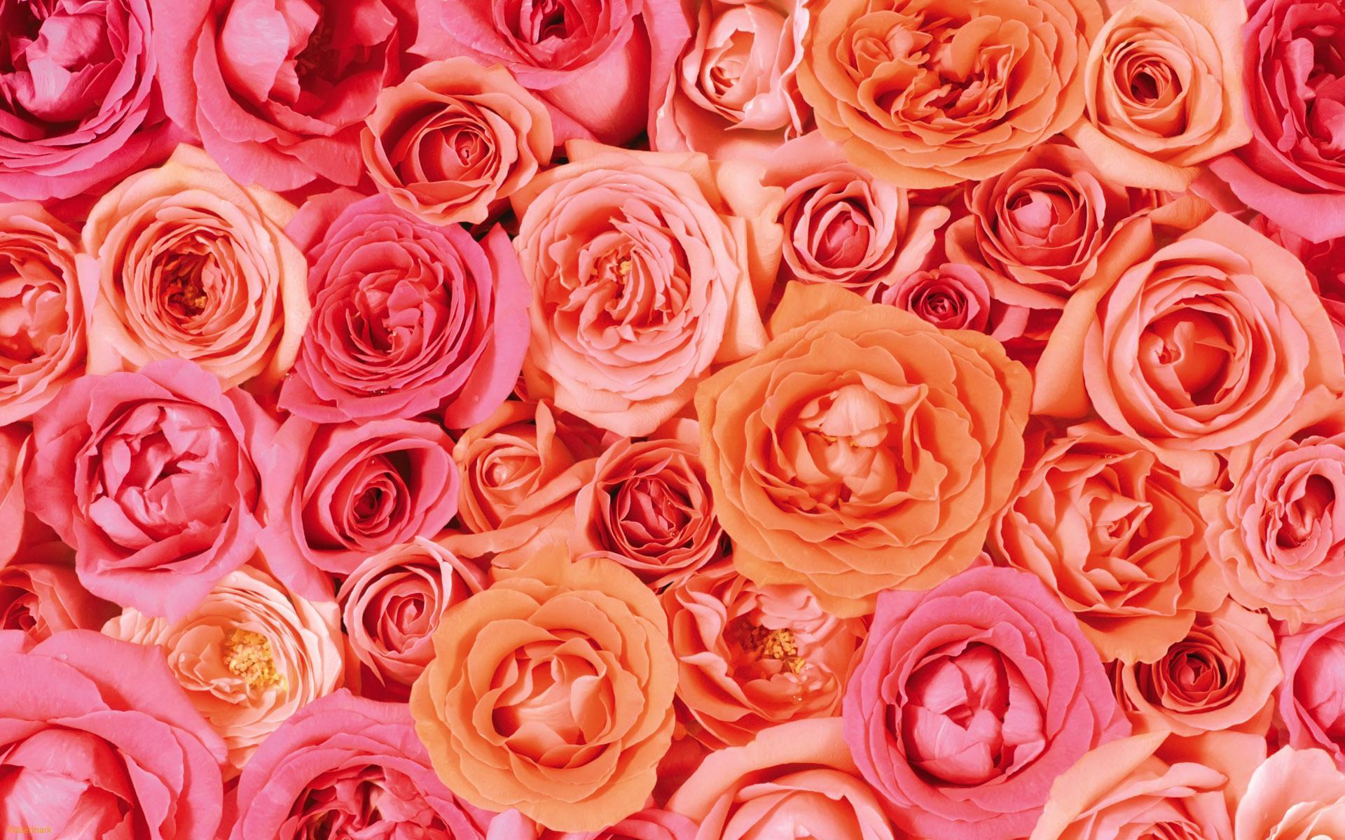 1920x1200 Rose Aesthetic Wallpaper