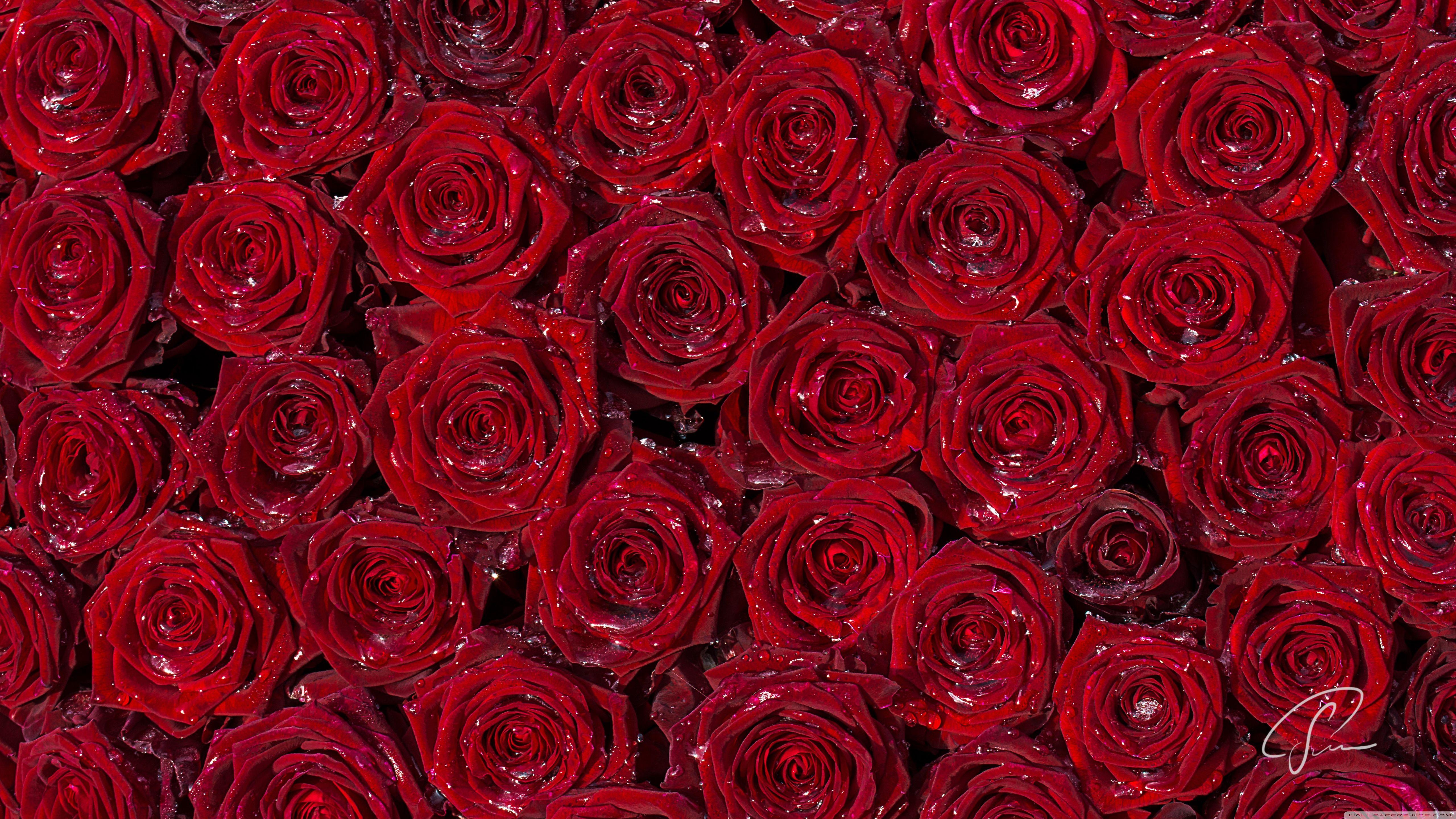 5120x2880 Red Rose Background HD Wallpaper & Background Download