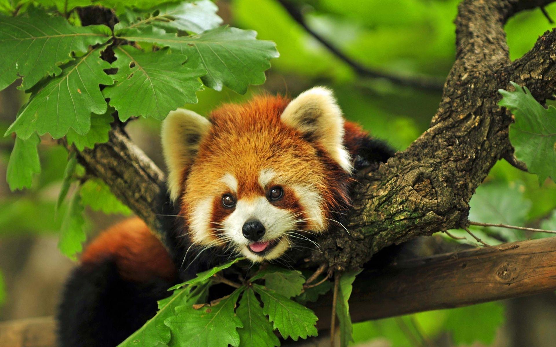 1920x1200 Red Panda s wallpaperx1200