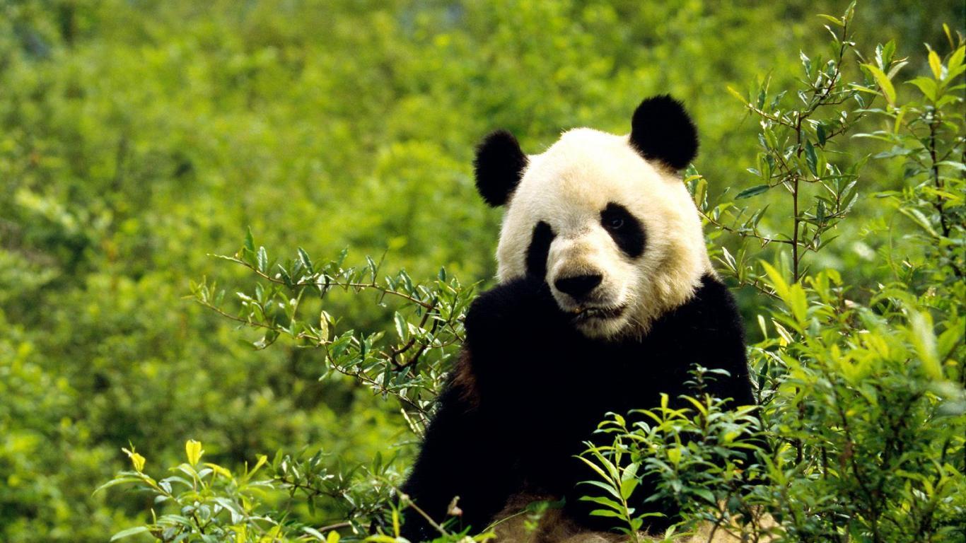 1366x768 Cute Panda Wallpaper