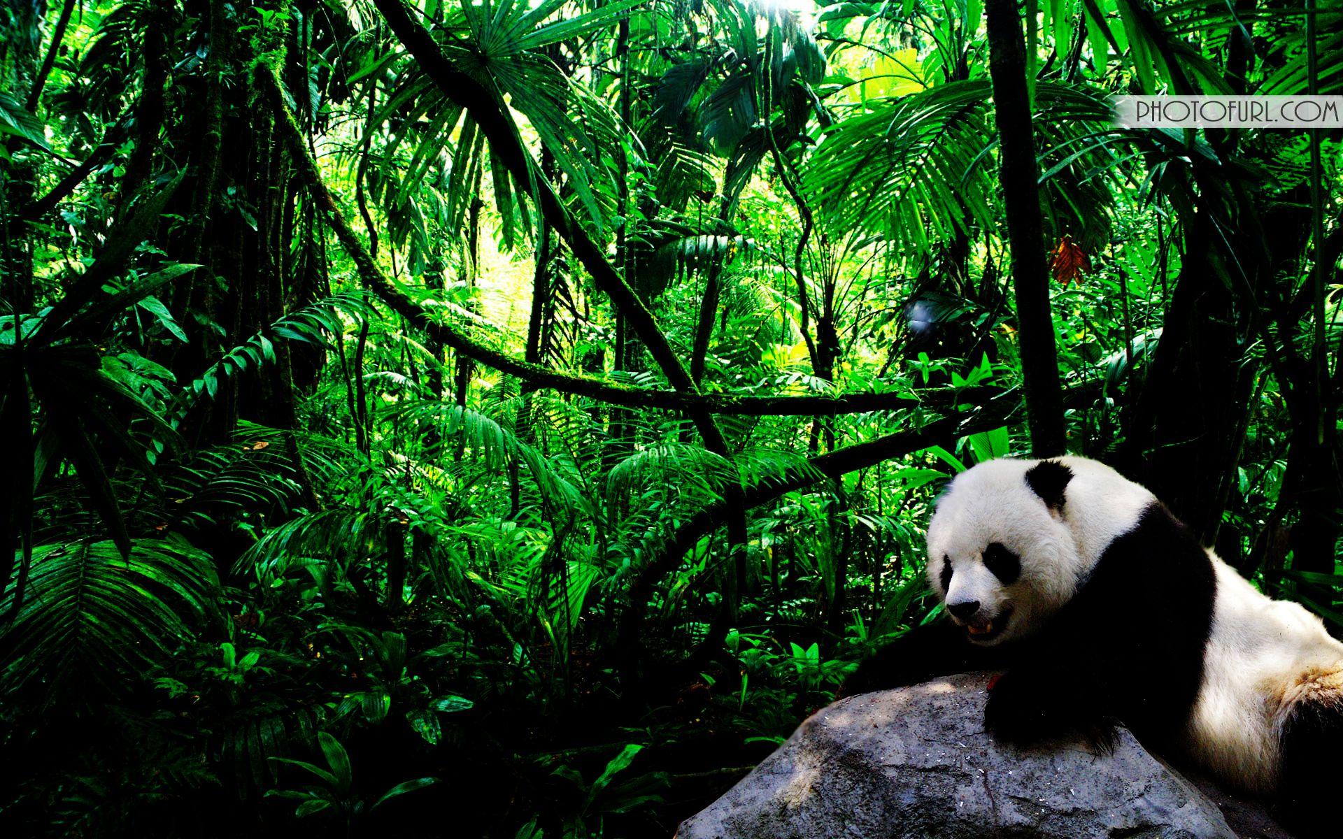 1920x1200 Beautiful Baby Panda Wallpaper