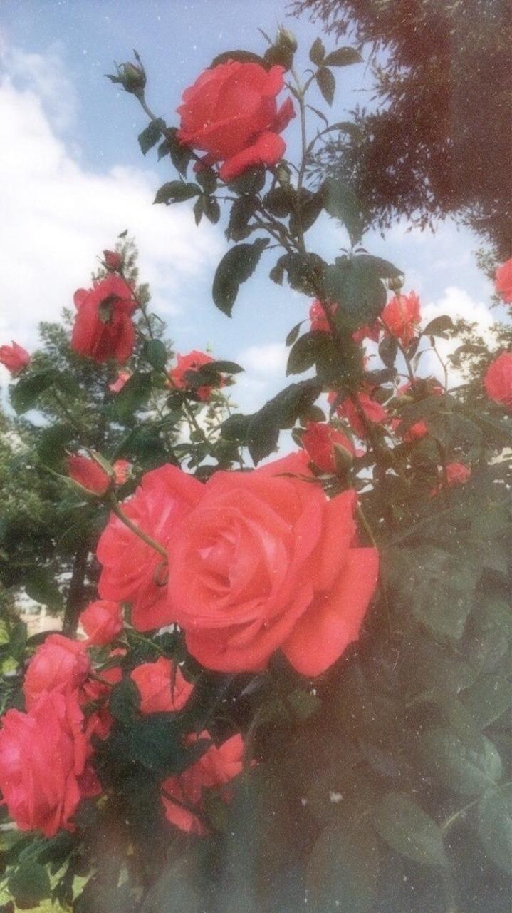 719x1280 Rose Cute Red Aesthetic