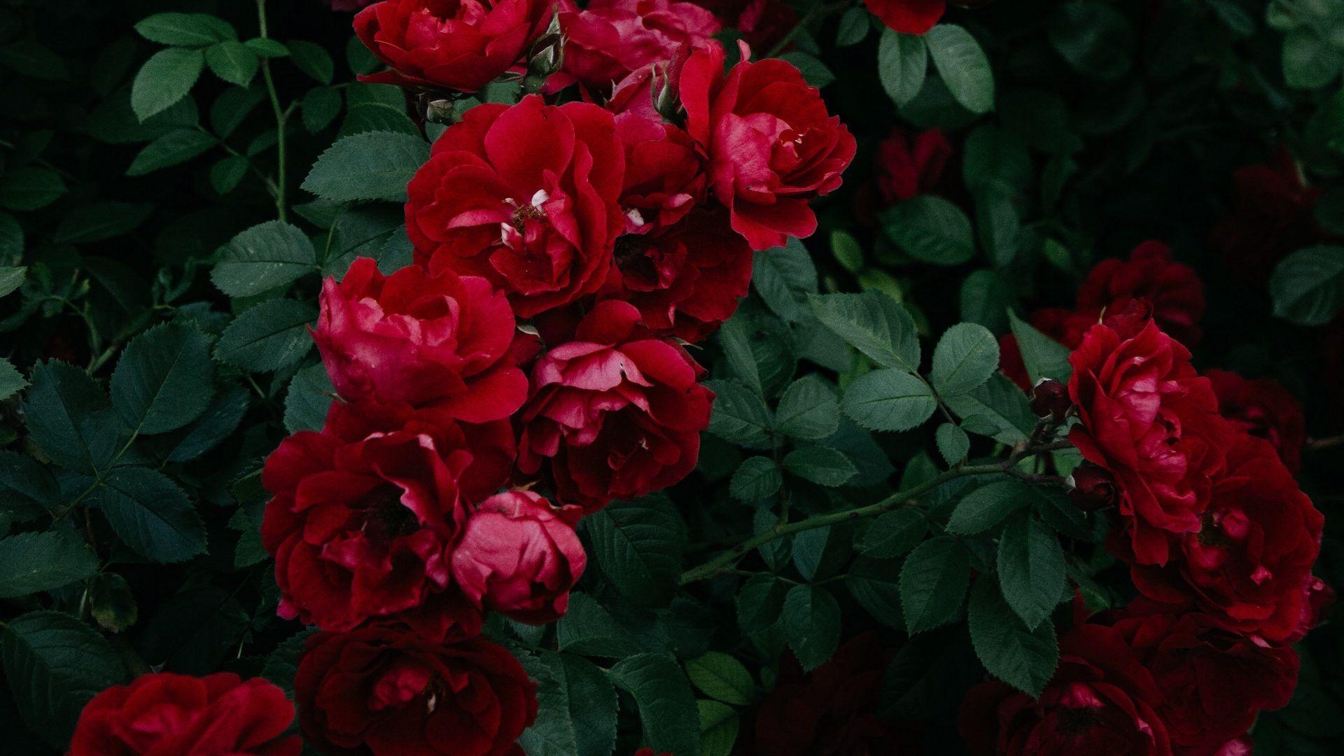 Red Rose Aesthetic Computer Wallpapers - Top Free Red Rose Aesthetic ...