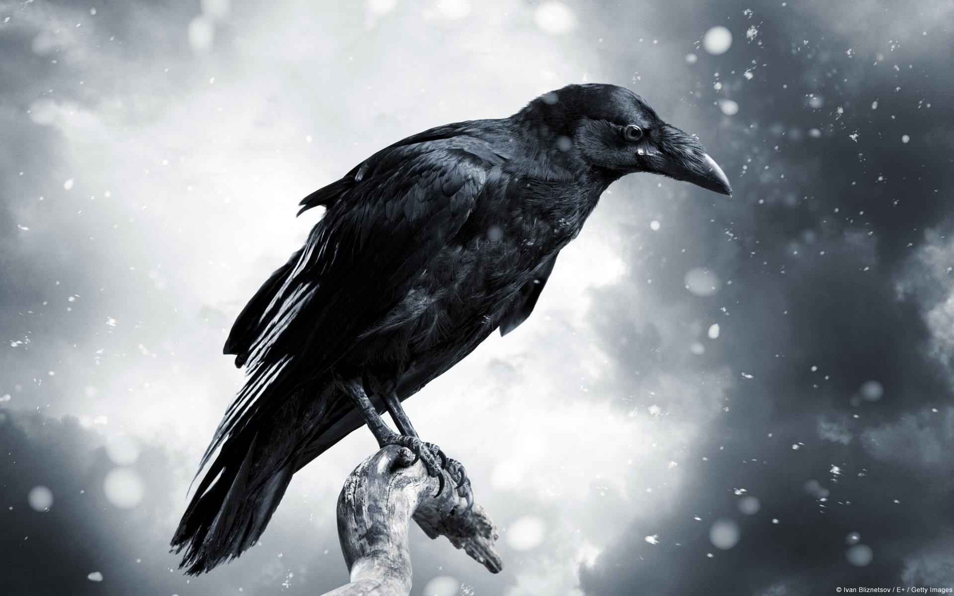 1920x1200 Raven wallpaper 1920x1200 desktop background