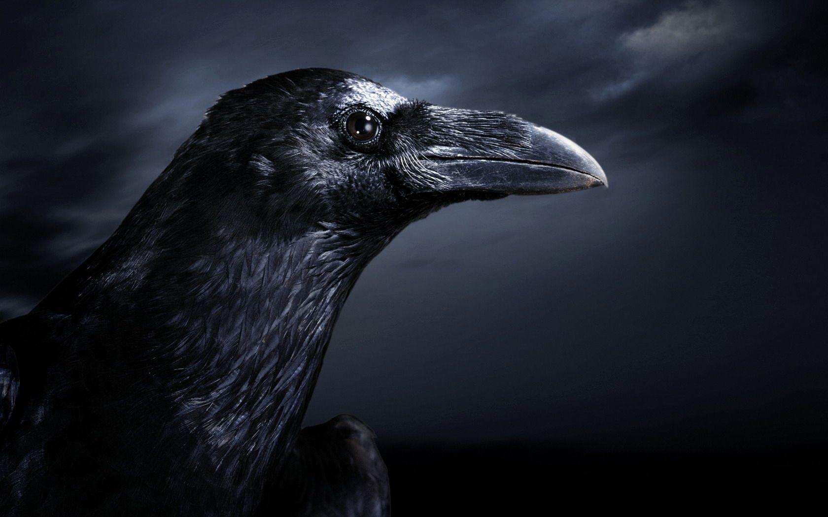 1680x1050 Raven Wallpaper Awesome Raven Desktop Image HD Desktop Wallpaper Instagram Photo Background Image Amazingpict This Month of The Hudson