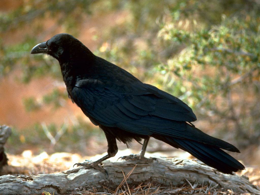1024x768 Raven Desktop and Mobile Wallpaper
