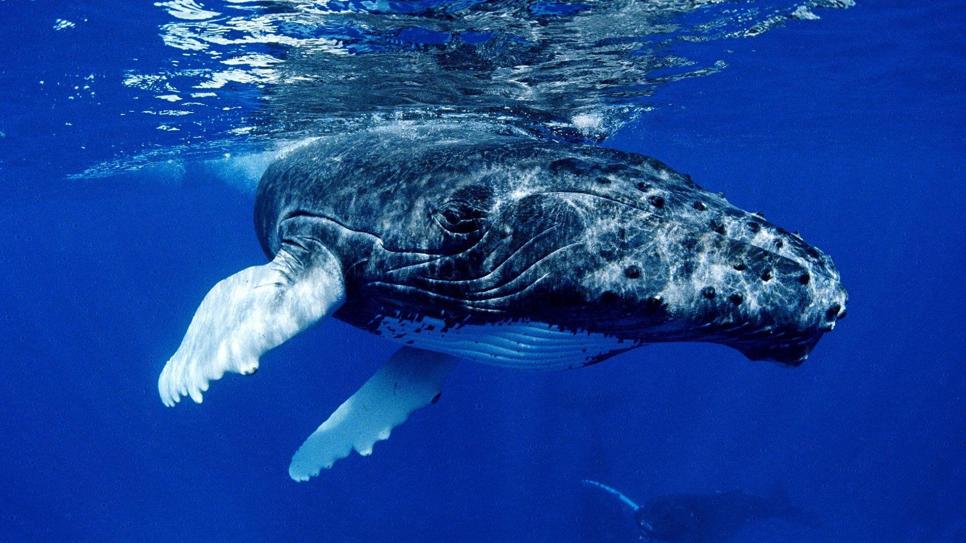 1920x1080 Whale Desktop Background on .