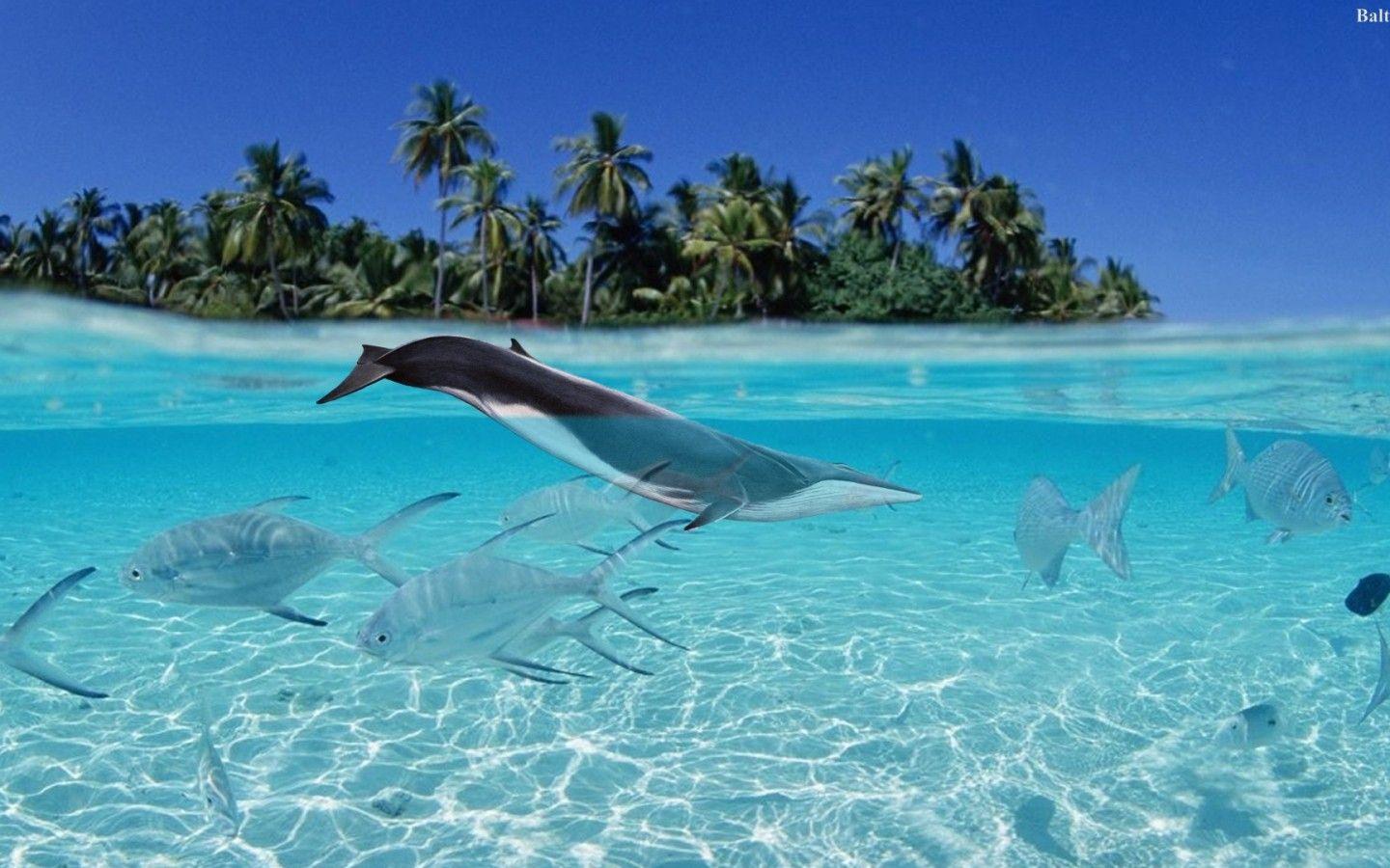 1440x900 Whale Desktop Wallpaper 32056