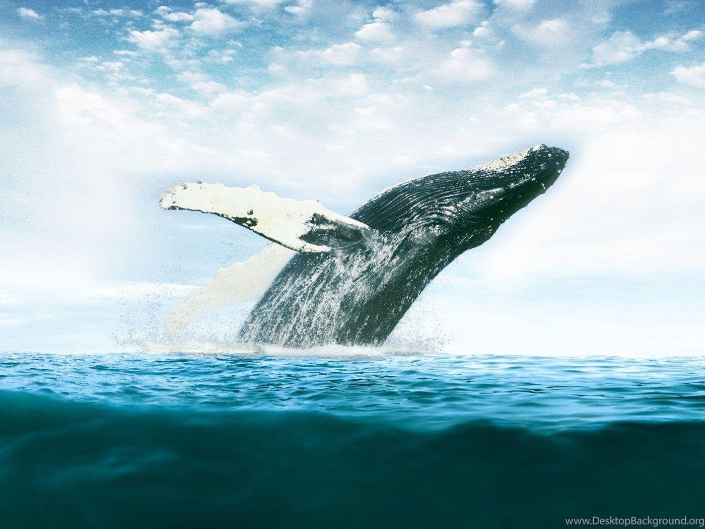 1400x1050 Whale Desktop Wallpaper Mbagusi.com Desktop Background