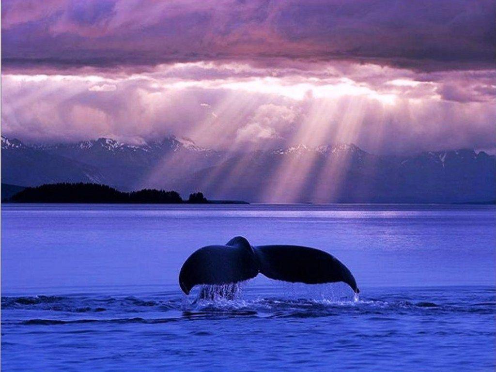 Whale Desktop Wallpapers Top Free Whale Desktop Backgrounds Wallpaperaccess 5103