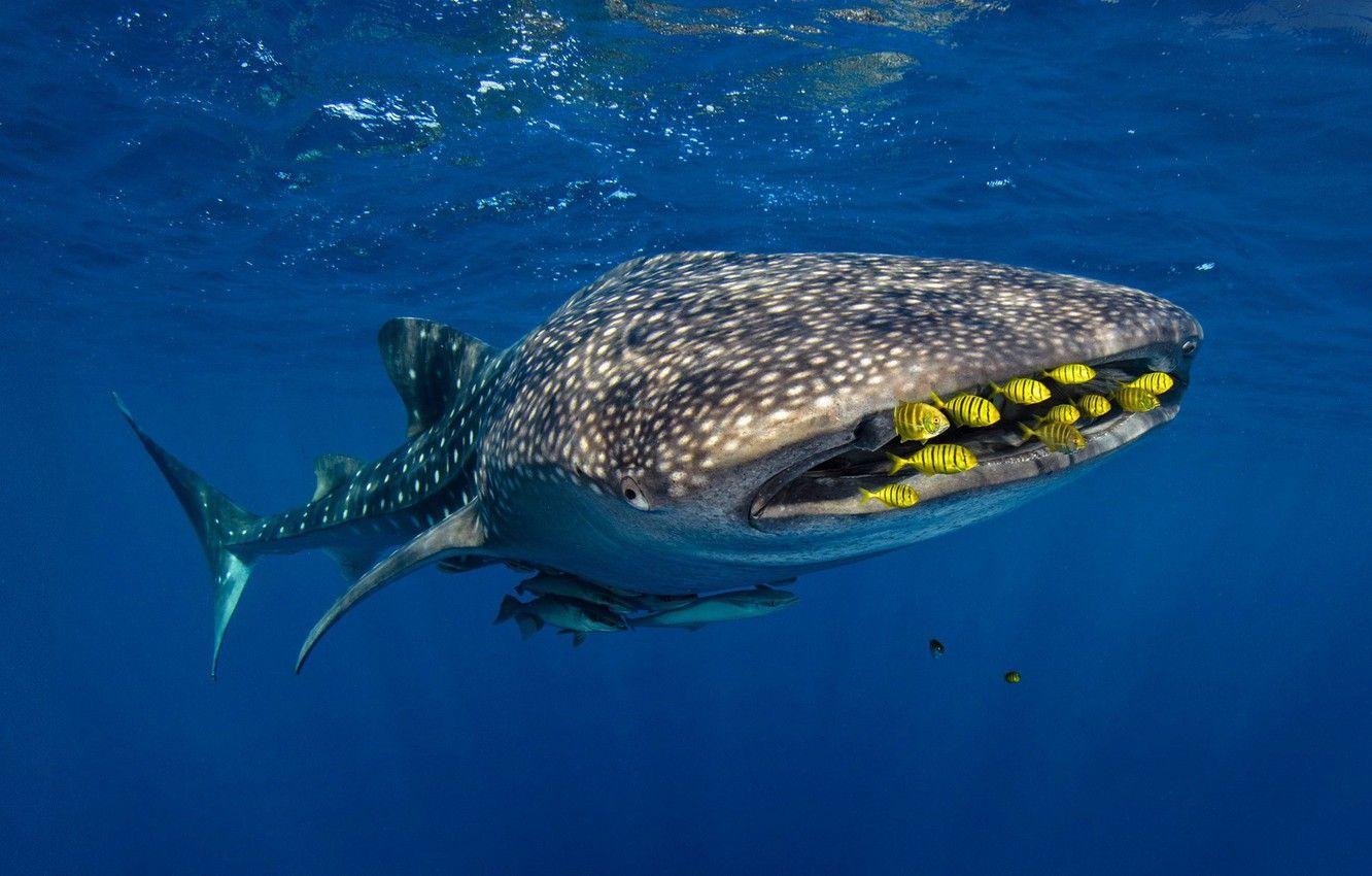 1332x850 Wallpaper sea, fish, fish, the whale shark, Golden Karang image for desktop, section животные