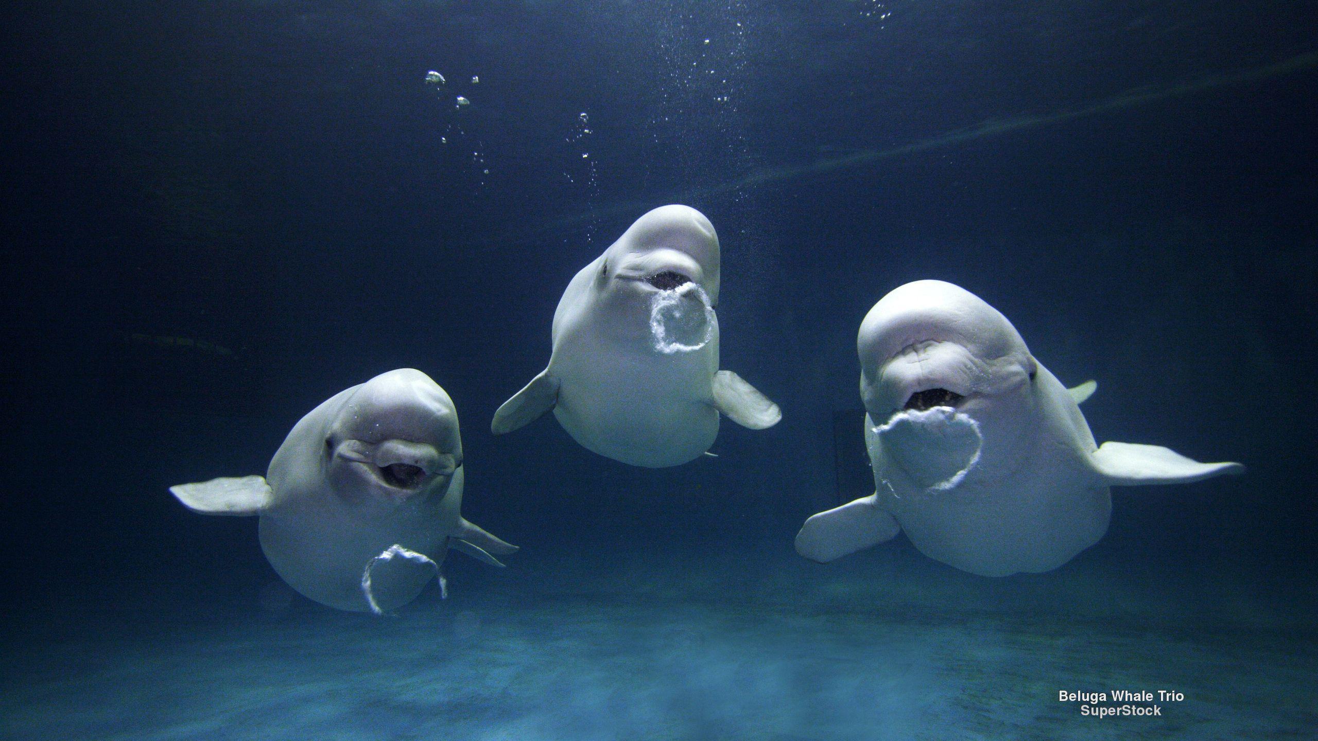2560x1440 Beluga Whale Desktop Background on .
