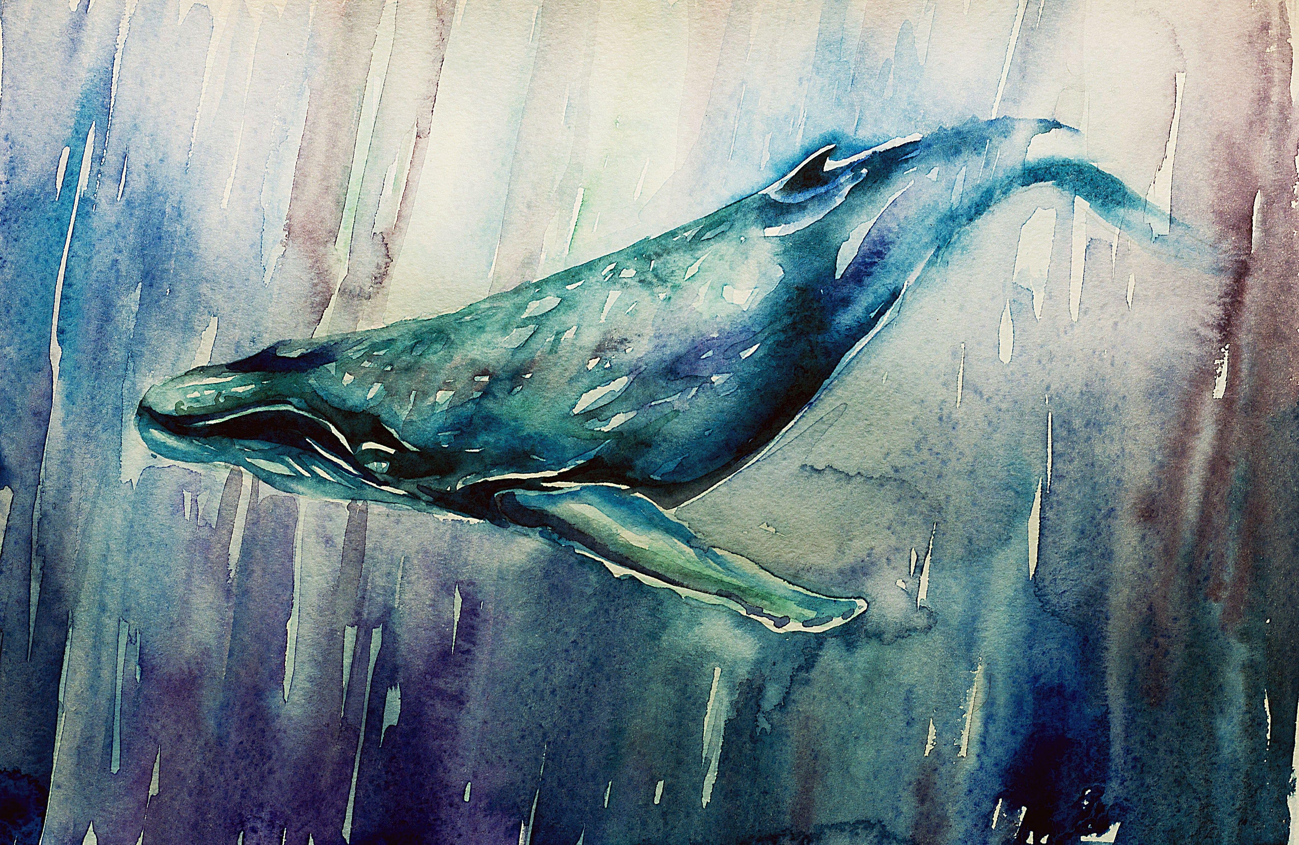 4222x2748 whale free for desktop