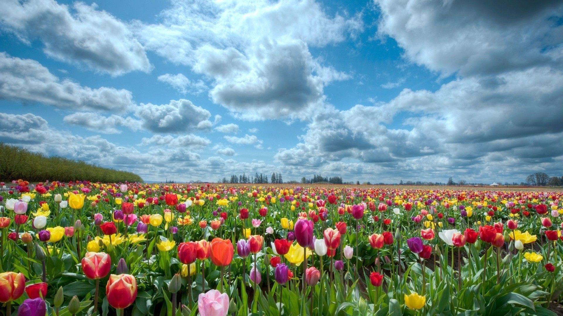 1920x1080 Holland Wallpaper