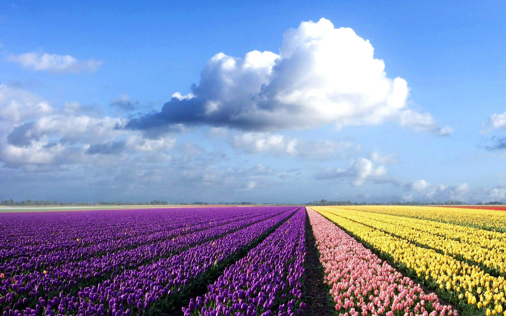 1920x1200 Not sure where this is.but it reminds me of the tulip fields in Portland Oregon. Beautiful!. Beautiful landscapes, Field wallpaper, Purple flowers wallpaper