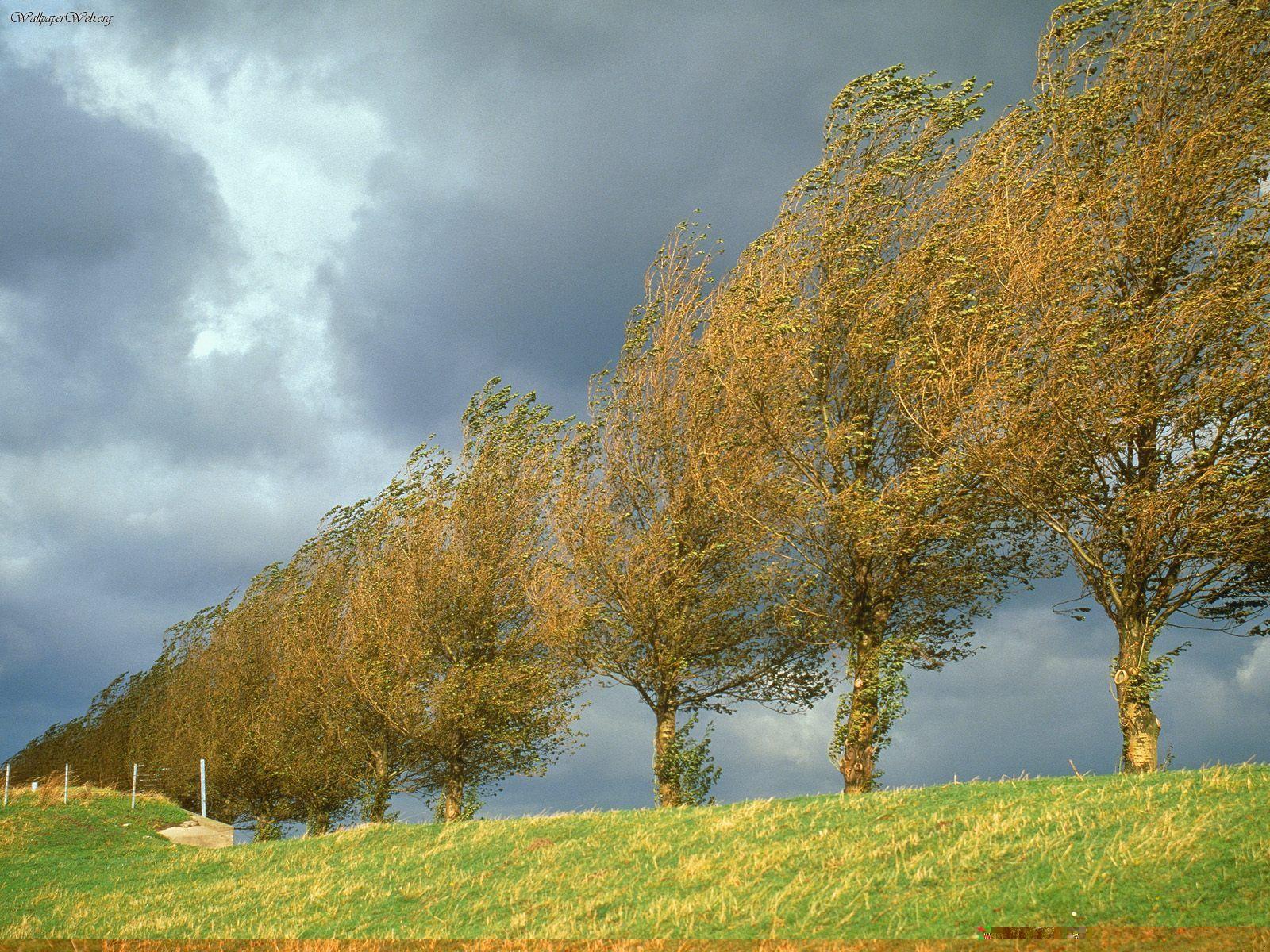 1600x1200 Nature: Poplars, Holland, The Netherlands, picture nr. 25477