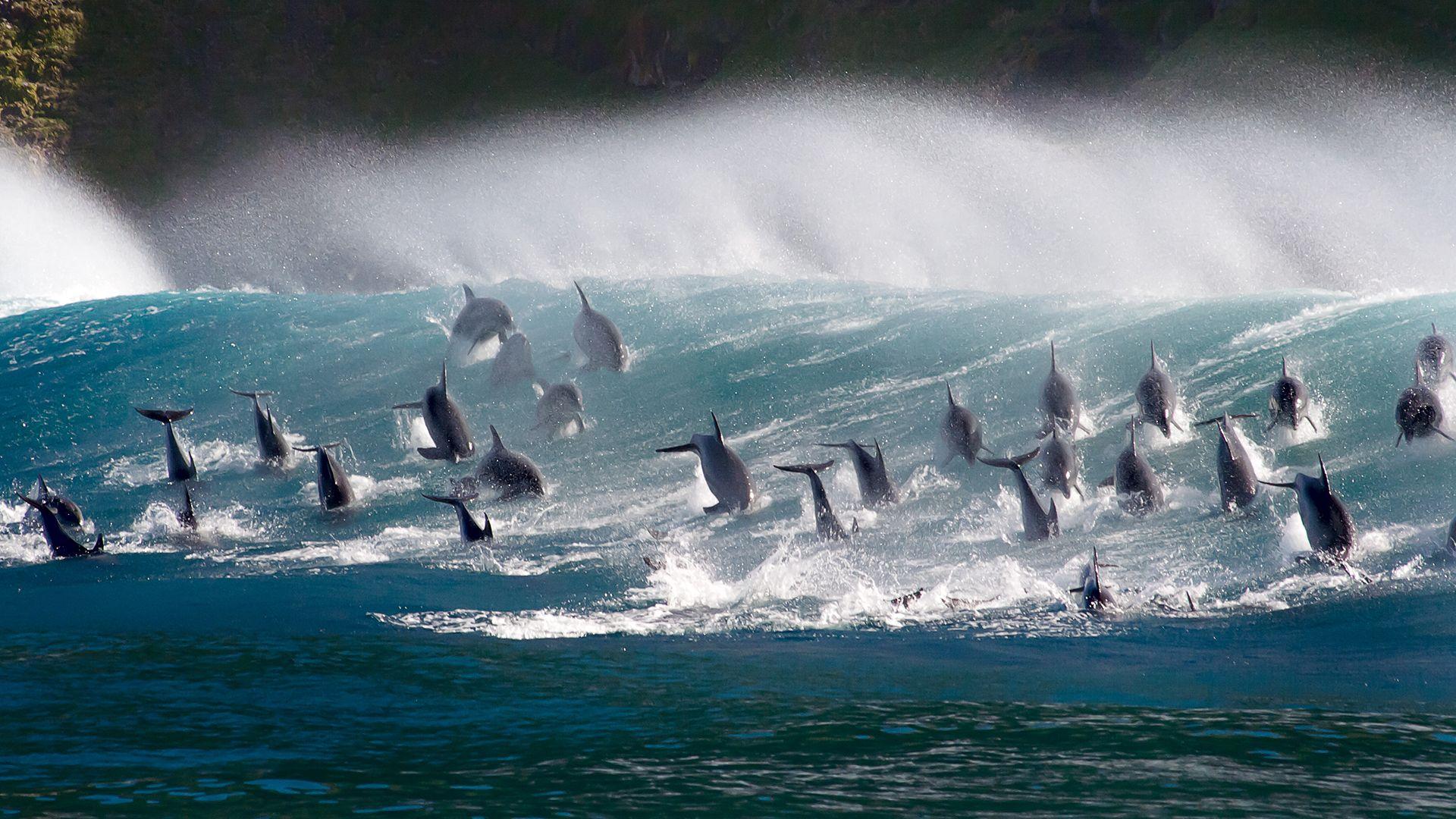 1920x1080 BBC America's 'Planet Earth: Blue Planet II' Premieres January 20
