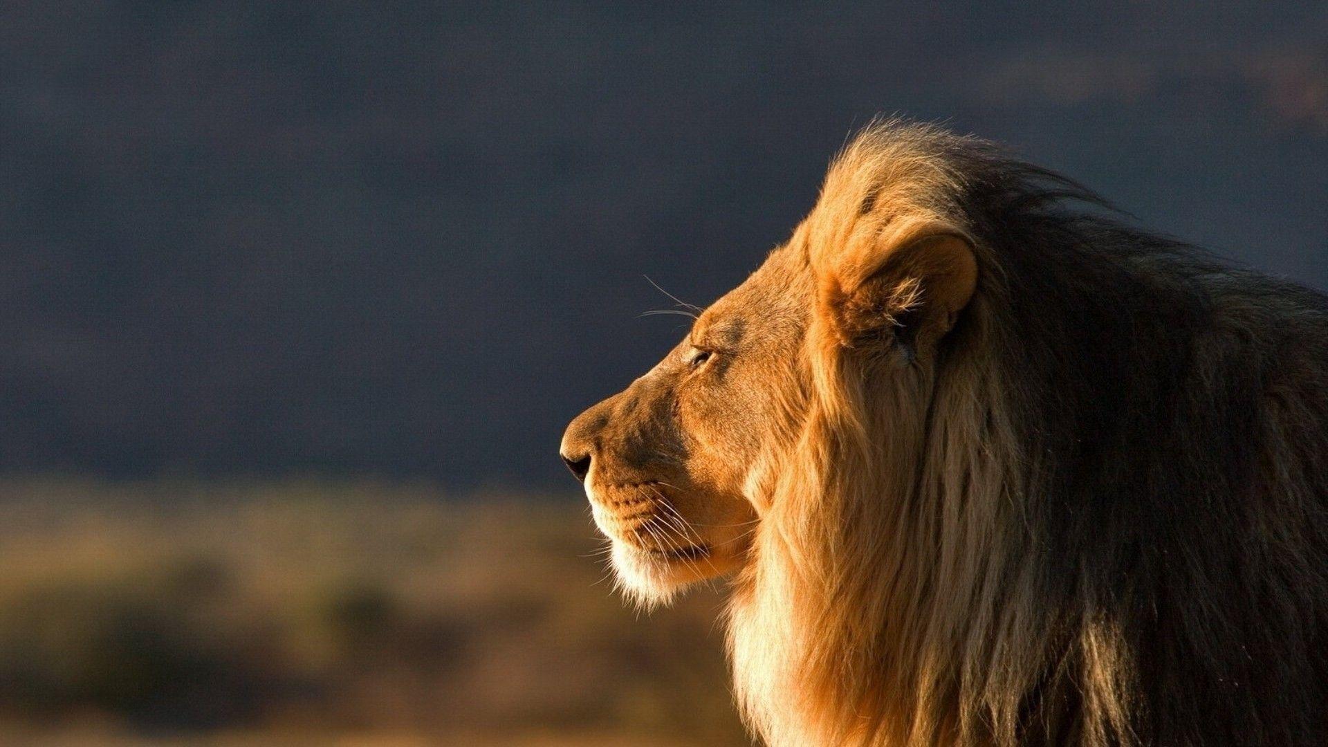 1920x1080 1920x1080 Wallpaper lion, face, mane, coat, profile. Lion image, Lion HD wallpaper, Cute wild animals