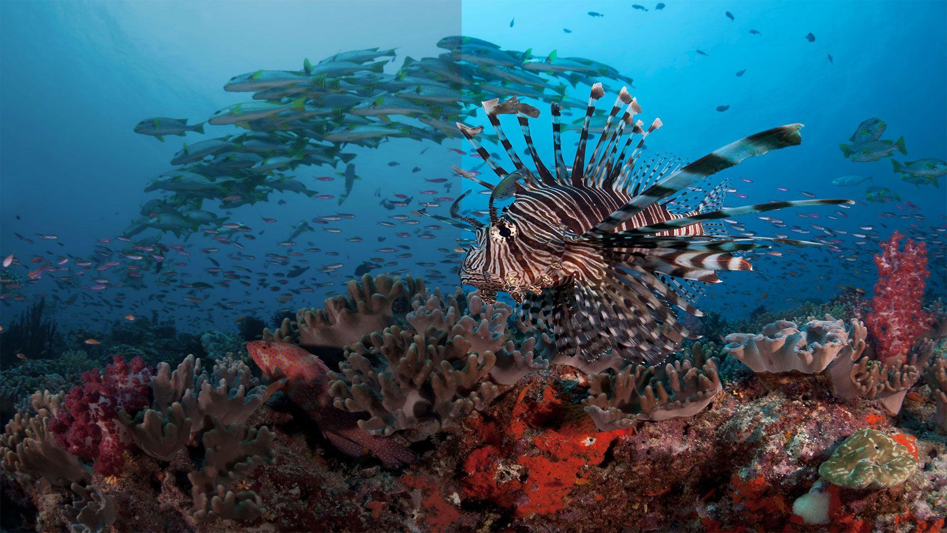 1920x1080 You can now relive the fantastic Blue Planet II in glorious 4K on the BBC iPlayer