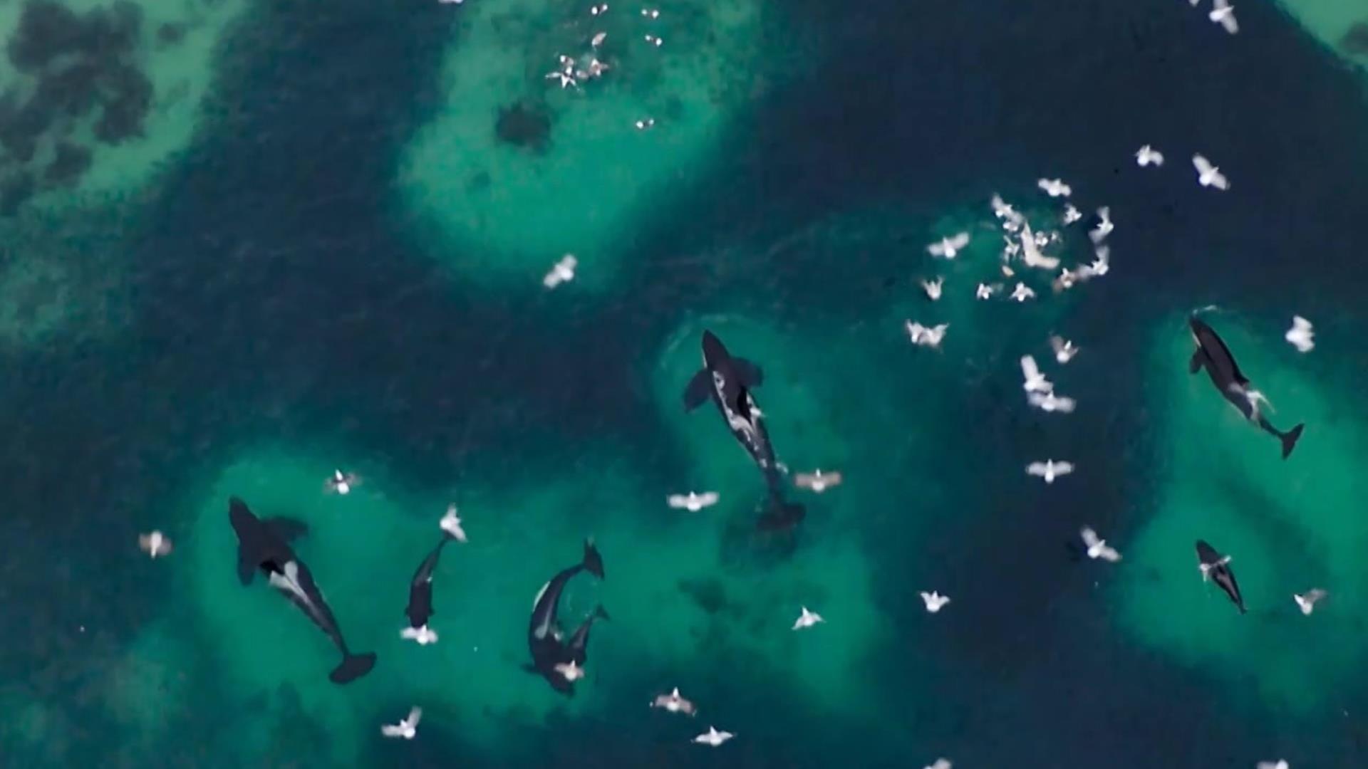 1920x1080 The Greatest Orca Gathering on Earth. Watch Planet Earth: Blue Planet II Video Extras