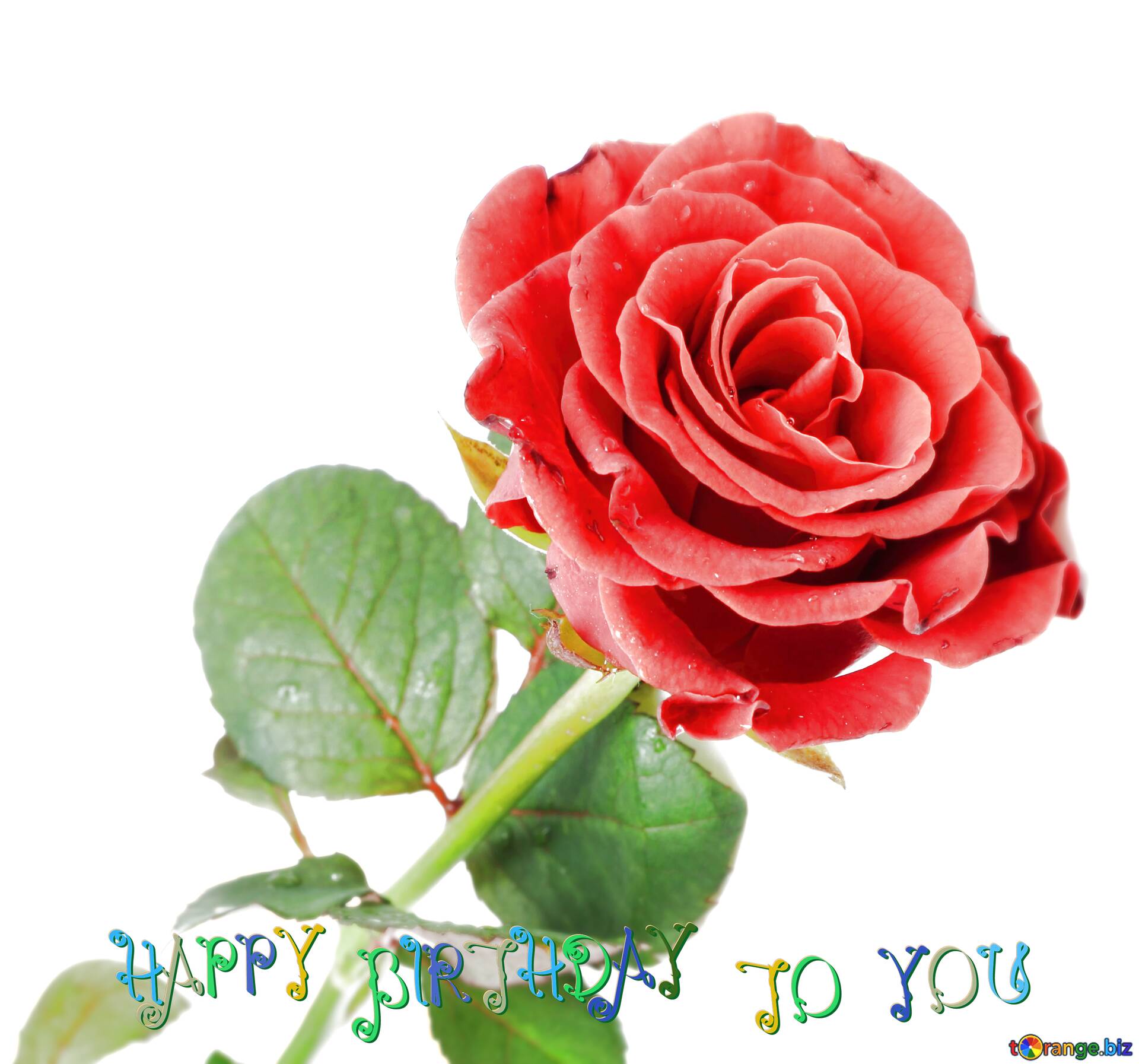 1920x1793 Tải xuống Hình ảnh miễn phí Màu đỏ Hoa hồng xinh đẹp Chúc mừng sinh nhật trên CC BY Giấy phép Hình ảnh miễn phí Fx №207565