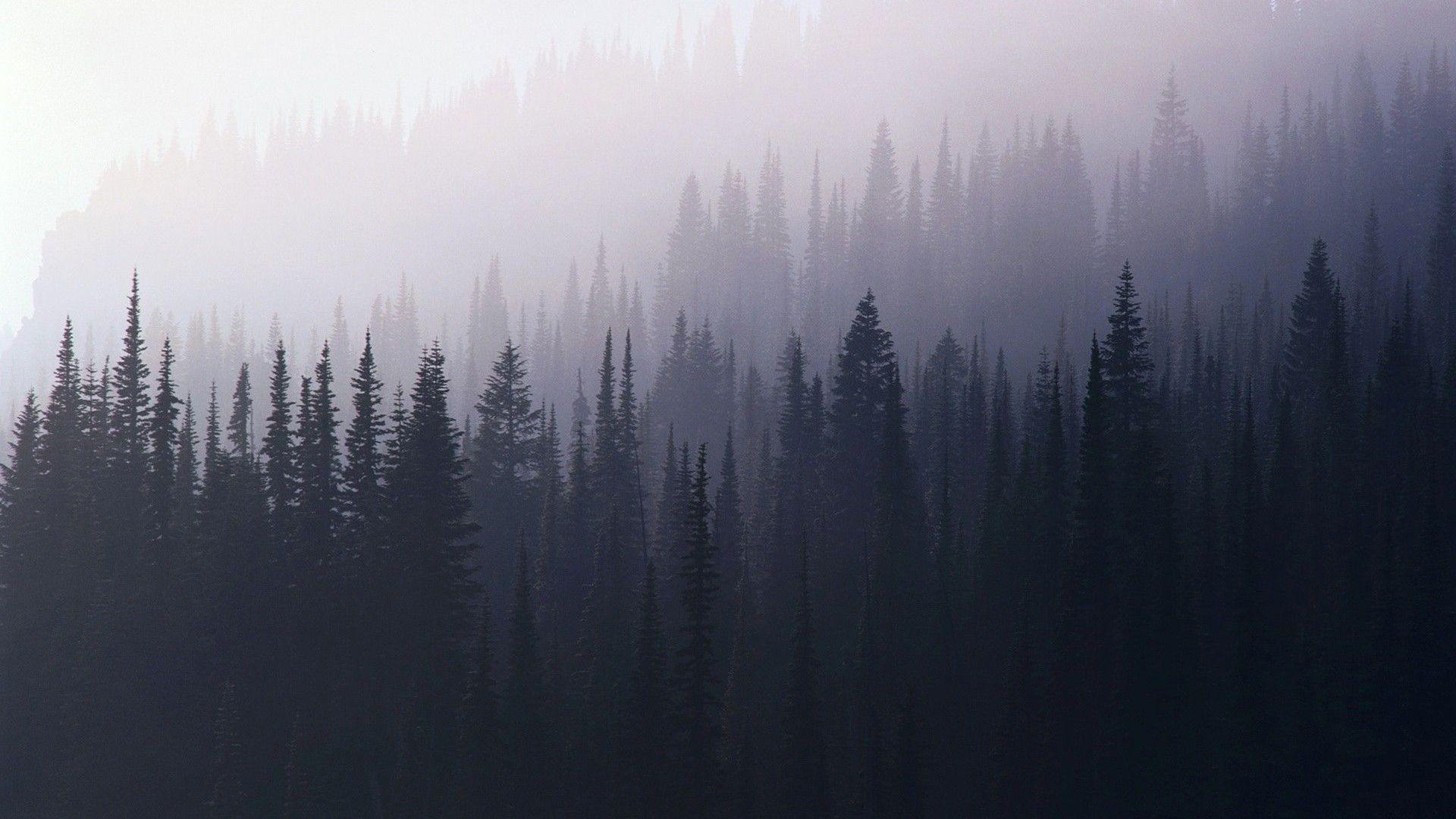 1920x1080 Foggy Forest HD Wallpaper Free Download
