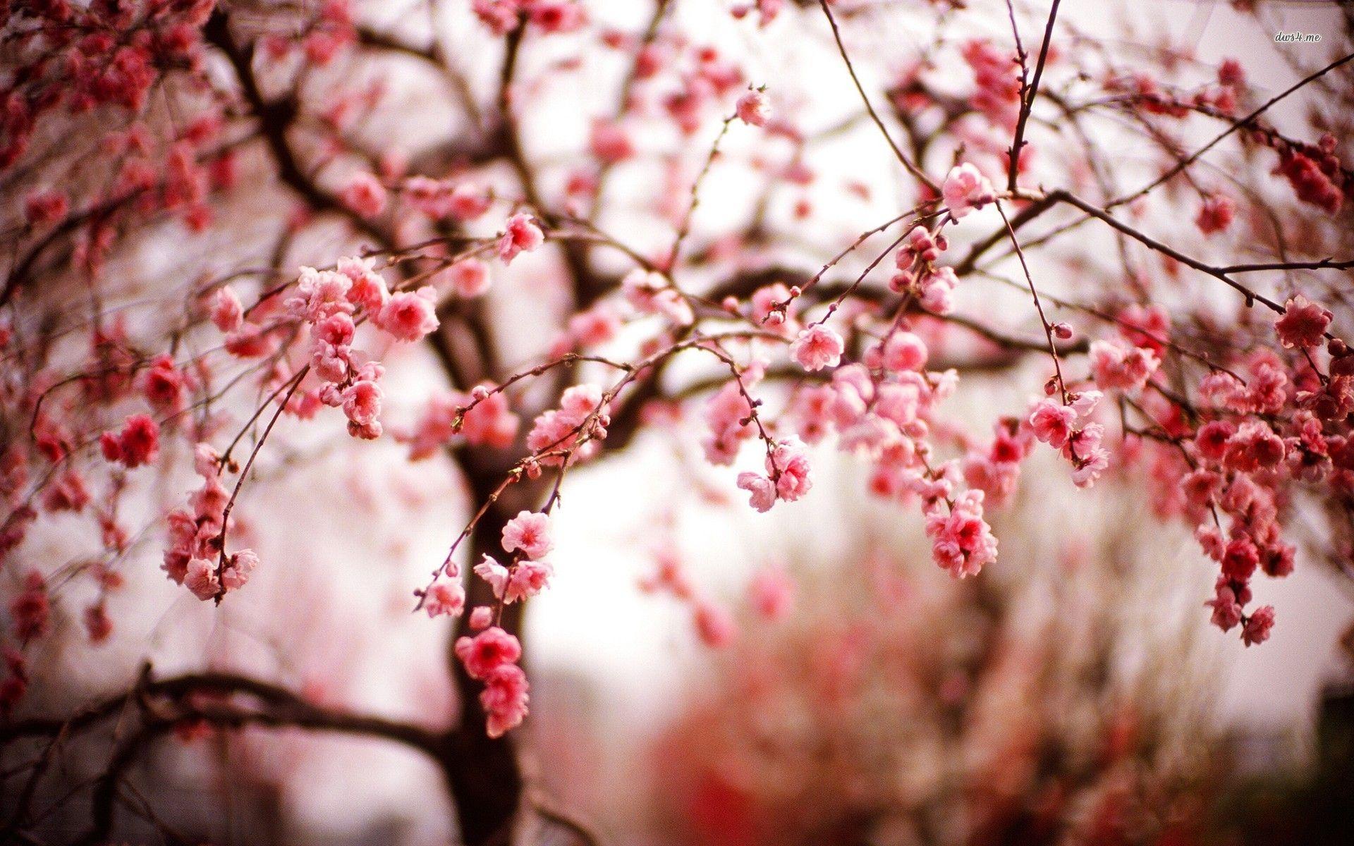 1920x1200 flowers Cityscape Tokyo Cherry Blossom Wallpaper HD Desktop