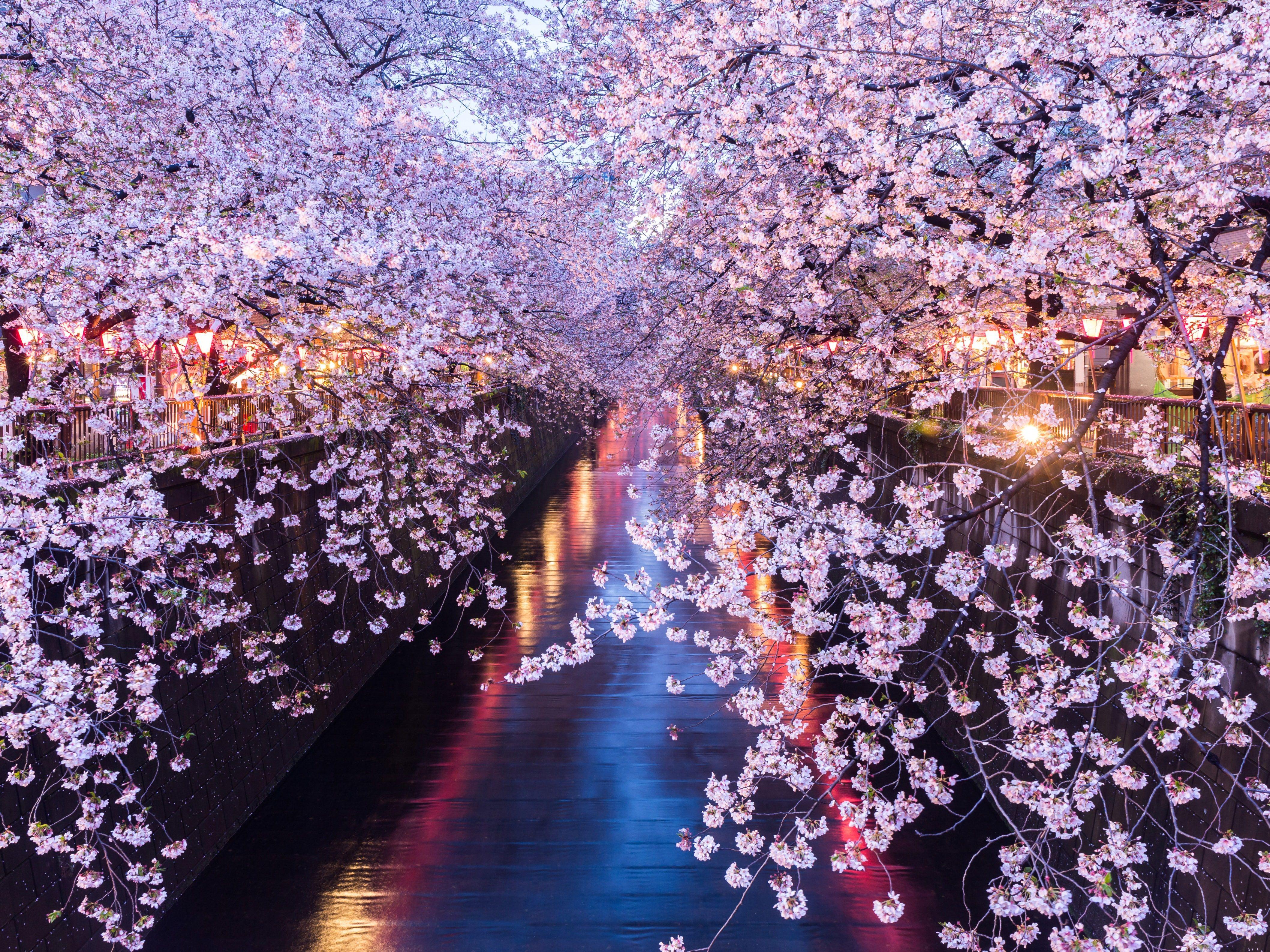 4232x3174 Days of Travel: Fly to Tokyo for $499 During Cherry Blossom Season. Condé Nast Traveler