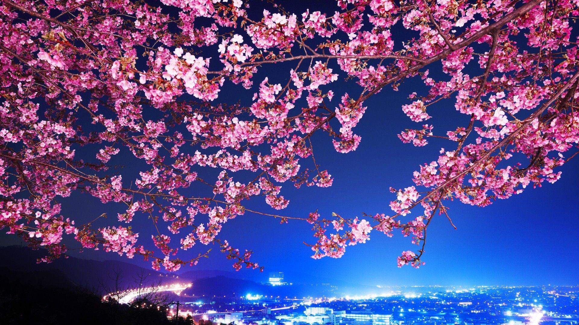 1920x1080 #cityscape, #night view, #blue, #flowers, #city, #night, #Tokyo, #cherry blossom, #trees, wallpaper