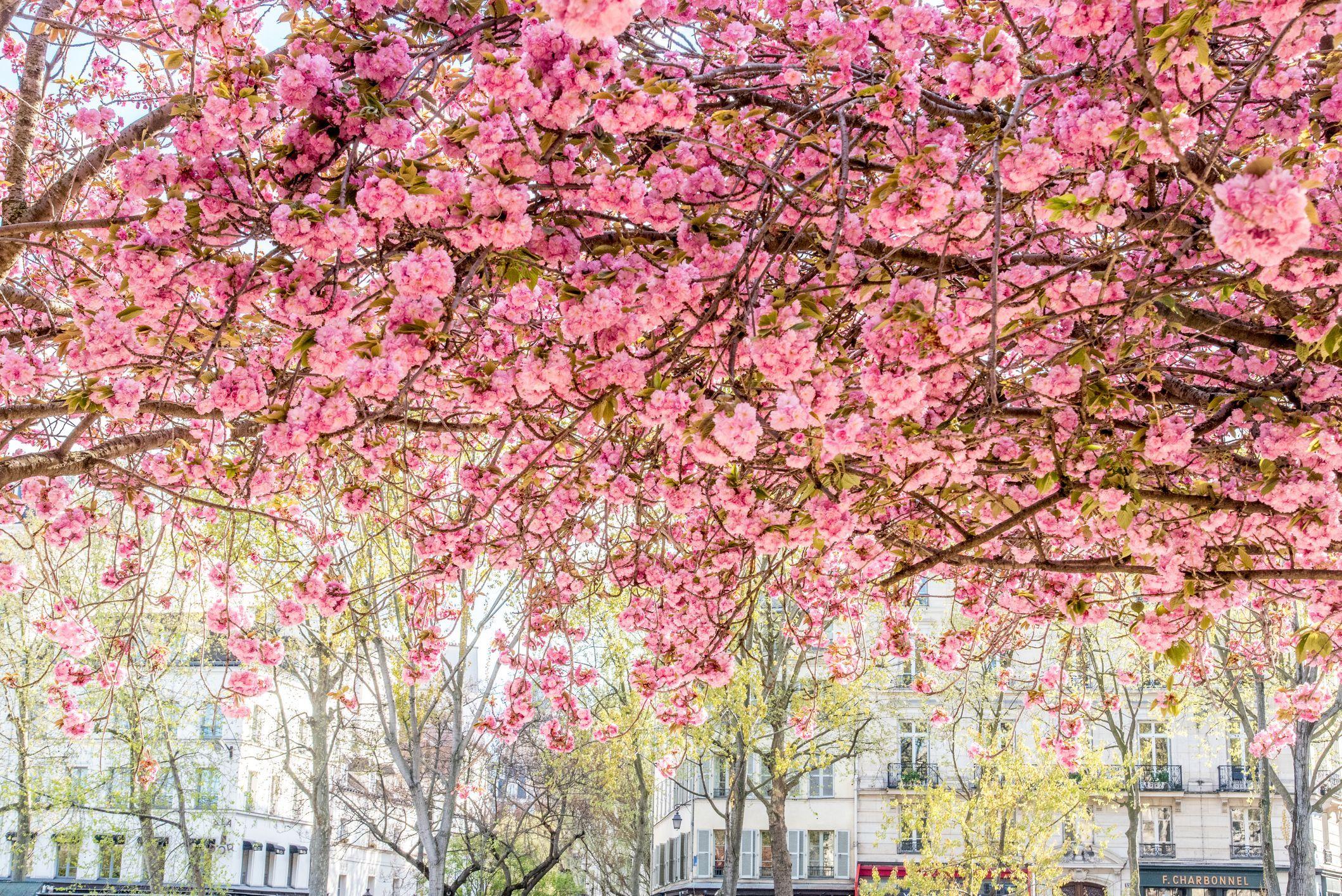 2119x1415 Best Cherry Blossom Cities In The World—Where to See Cherry Blossoms