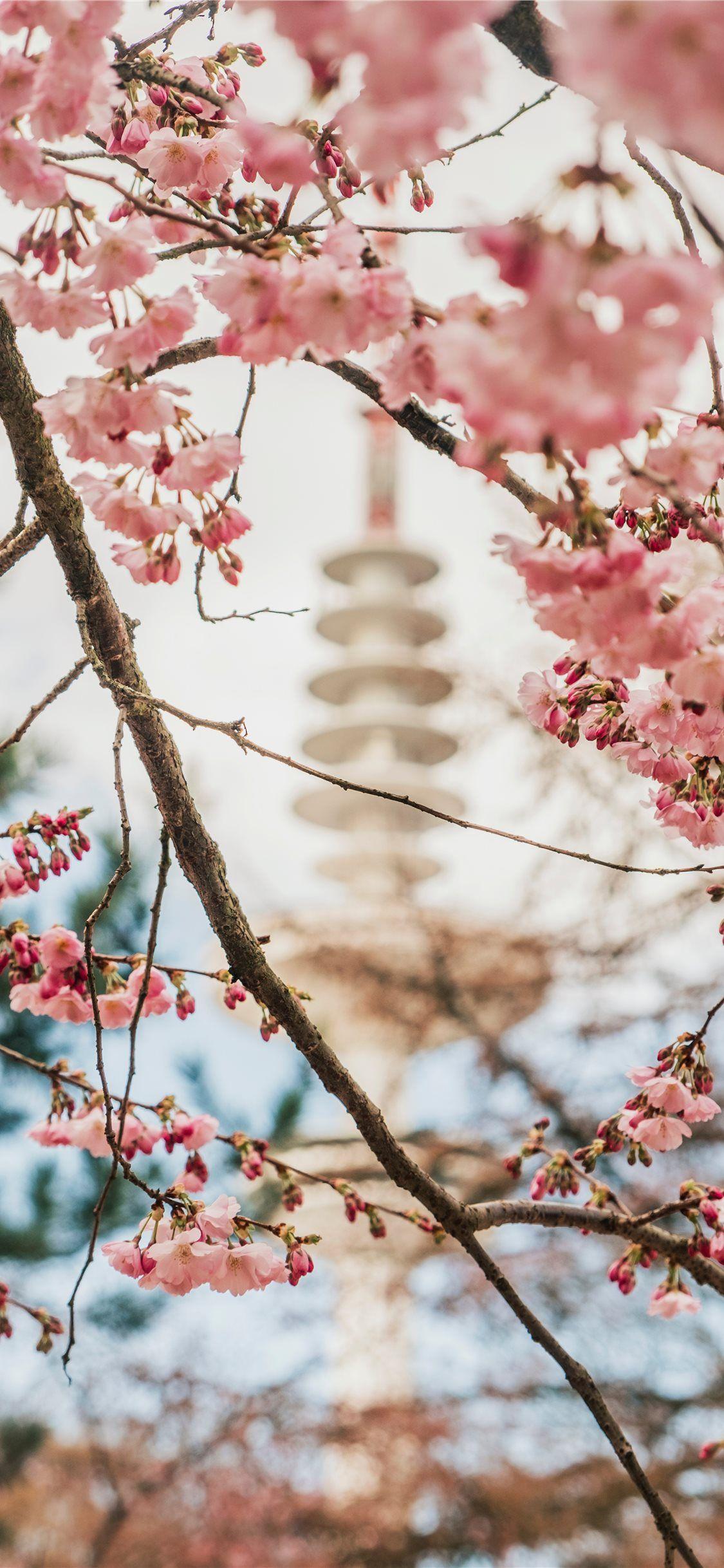 Japanese Castle Cherry Blossom Mountain Art 4K Wallpaper iPhone HD Phone  #7021k