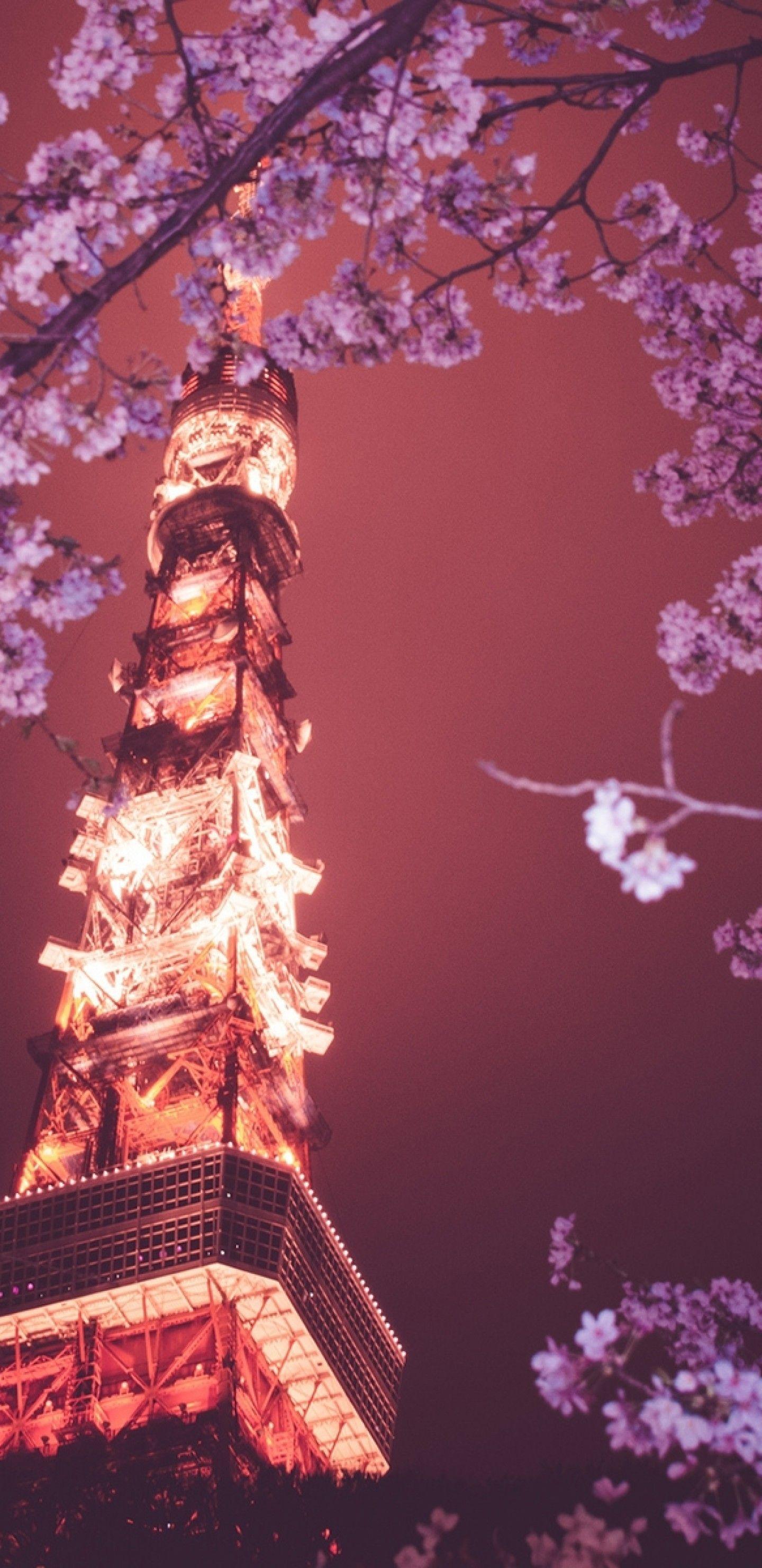 1440x2960 Download 1440x2960 Tokyo Tower, Sakura Blossom, Cherry, Lights, Japan, #OMG Wallpaper for Samsung Galaxy S Note S S8+, Google Pixel 3 XL