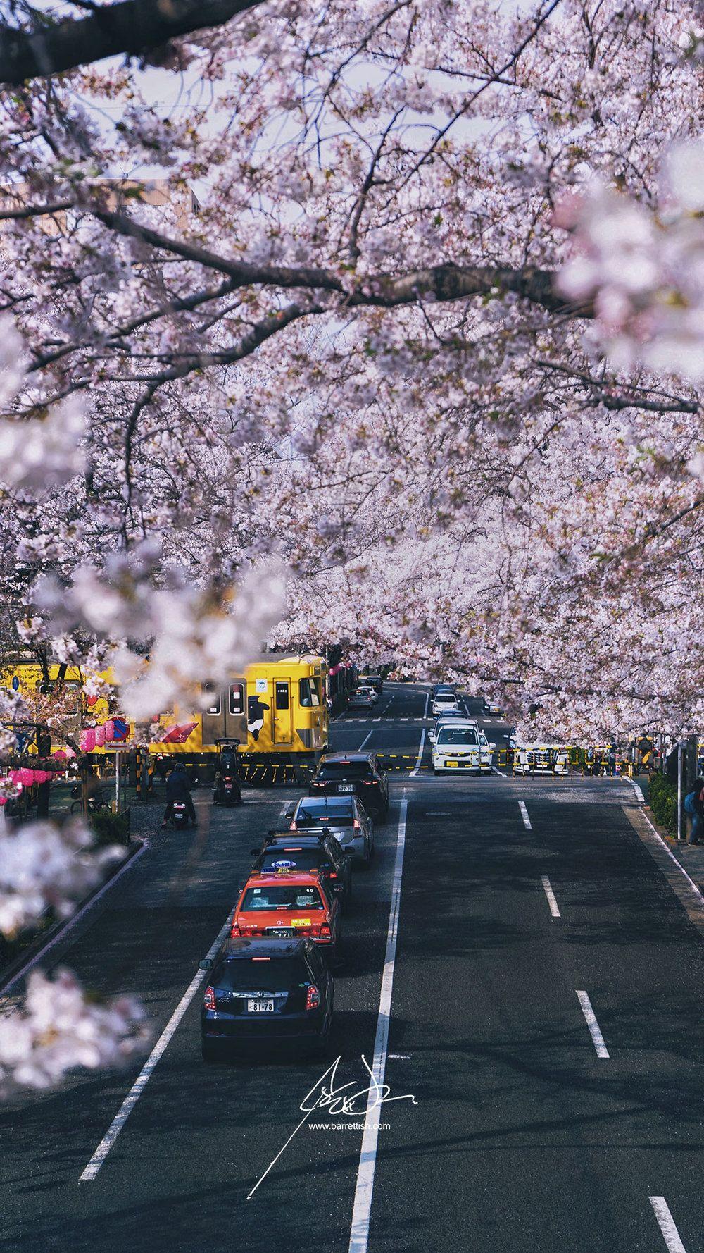 1000x1778 Free Japanese Cherry Blossom Smartphone Wallpaper