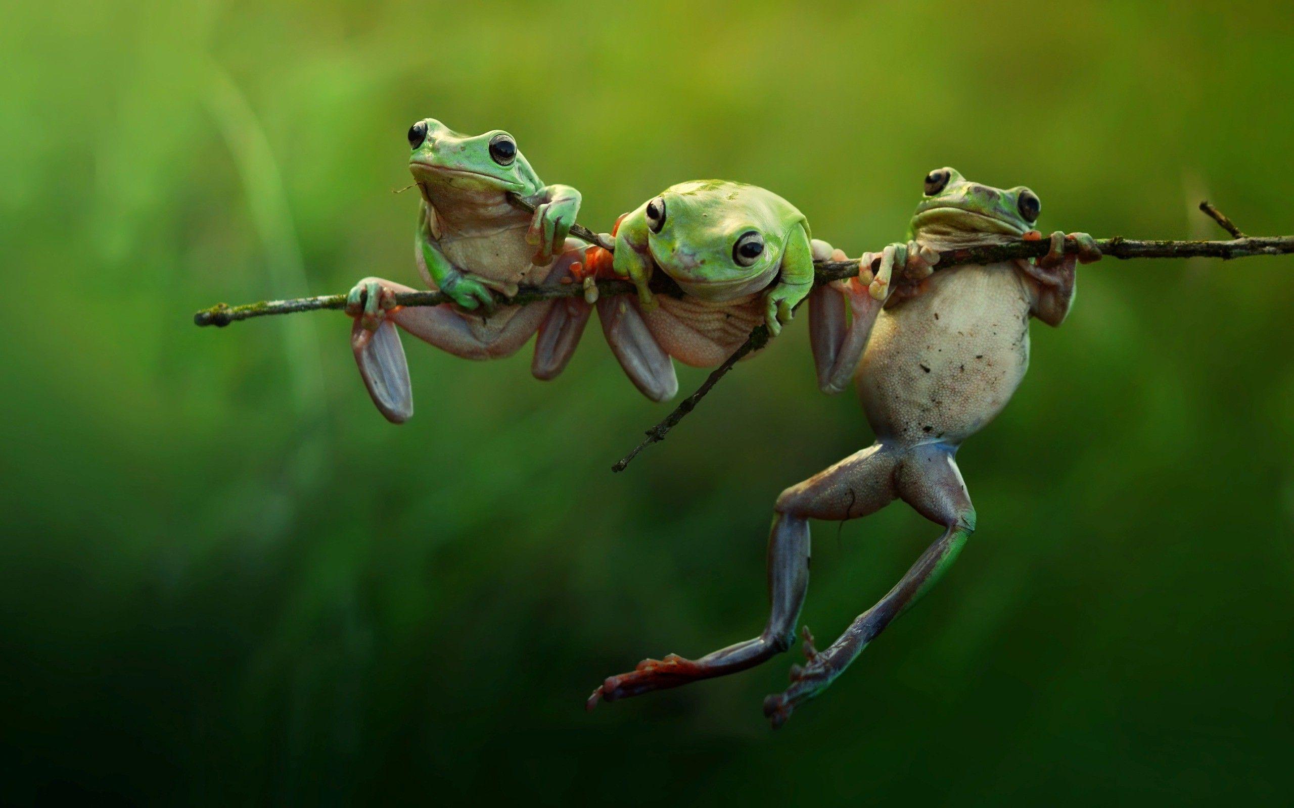 Amphibian Wallpapers - Top Free Amphibian Backgrounds - WallpaperAccess