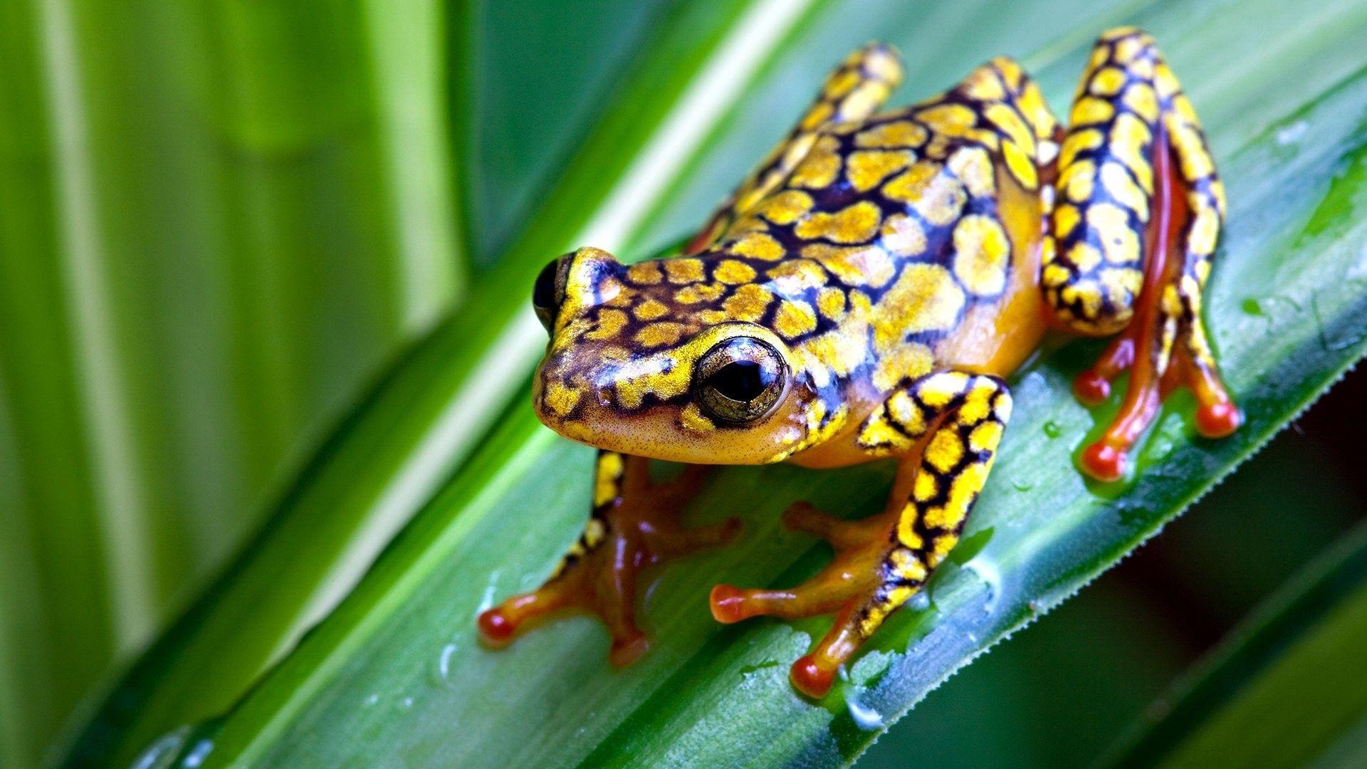 Amphibian Wallpapers - Top Free Amphibian Backgrounds - WallpaperAccess