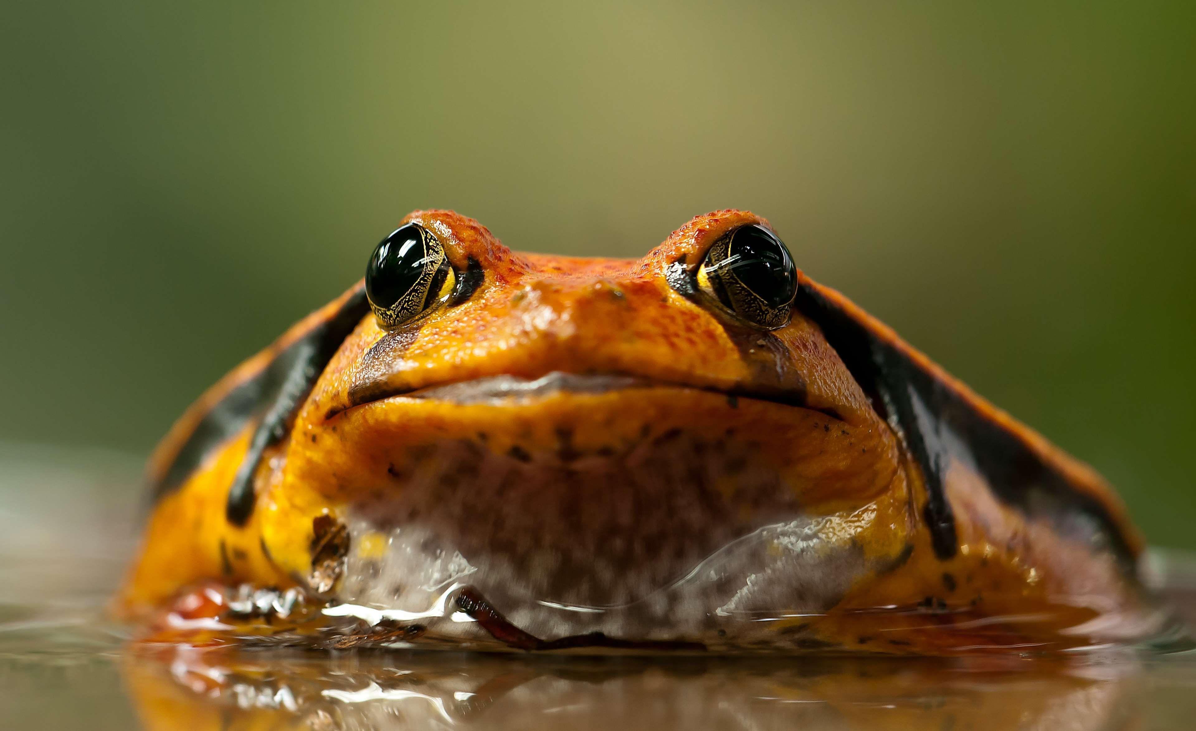 3840x2346 amphibian #animal #anura #close up #frog #hd wallpaper #macro #tomato frog #wildlife. Amphibians, Animals, Frog and toad