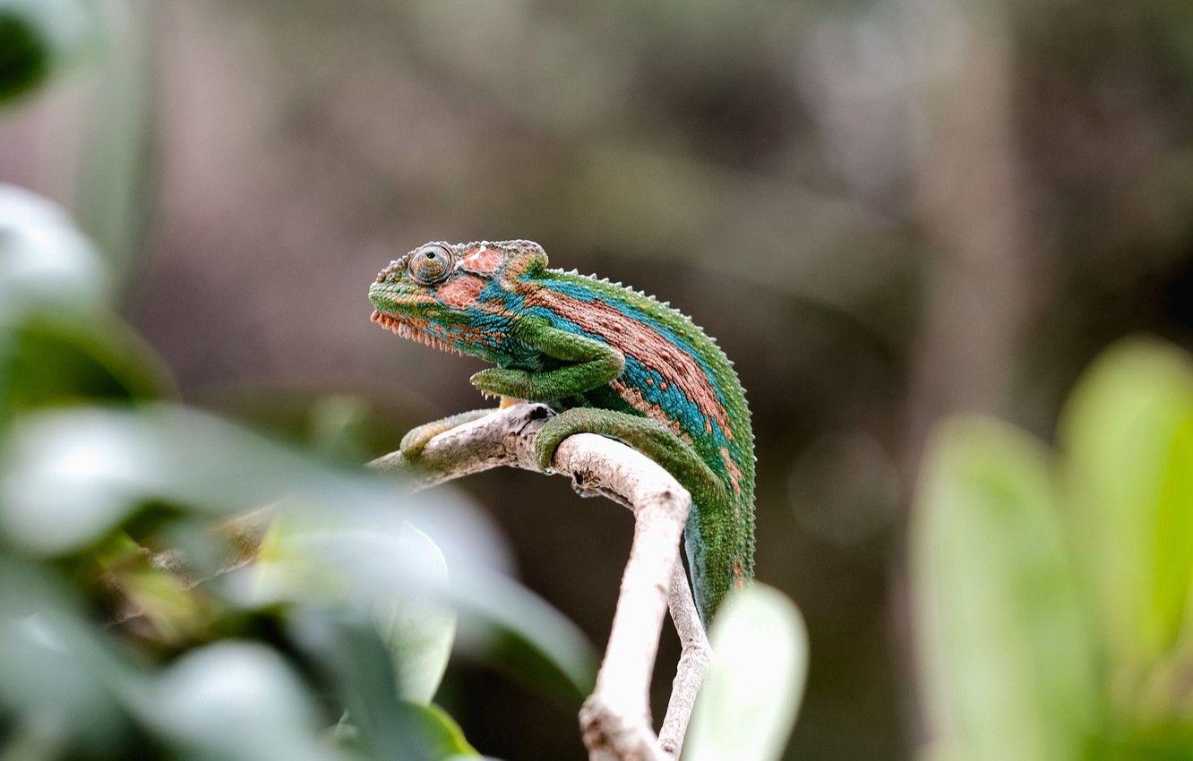 1332x850 Wallpaper Colorful, Close Up, Animals, Nature, Leaves, Macro, Blur, Bokeh, Animal, Cute, Chameleon, Branch, Reptile, 4k Ultra HD Background Image For Desktop, Section животные