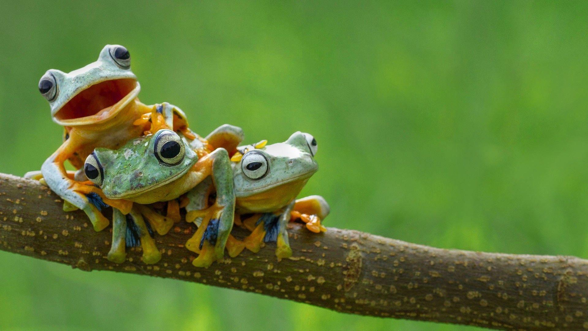 1920x1080 1920x1080 frog amphibian animals wallpaper JPG 329 kB