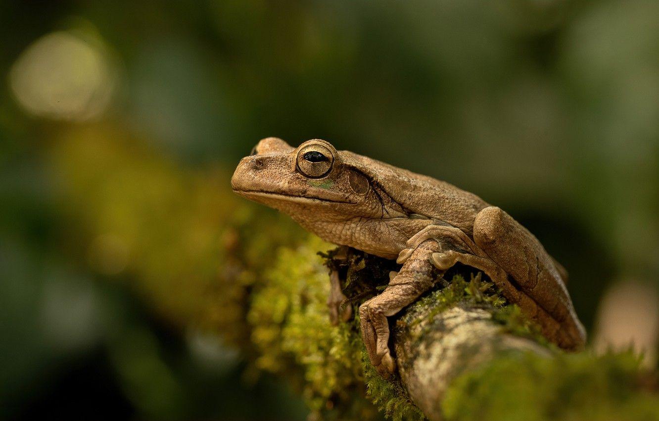1332x850 Wallpaper look, background, frog, amphibian image for desktop, section макро