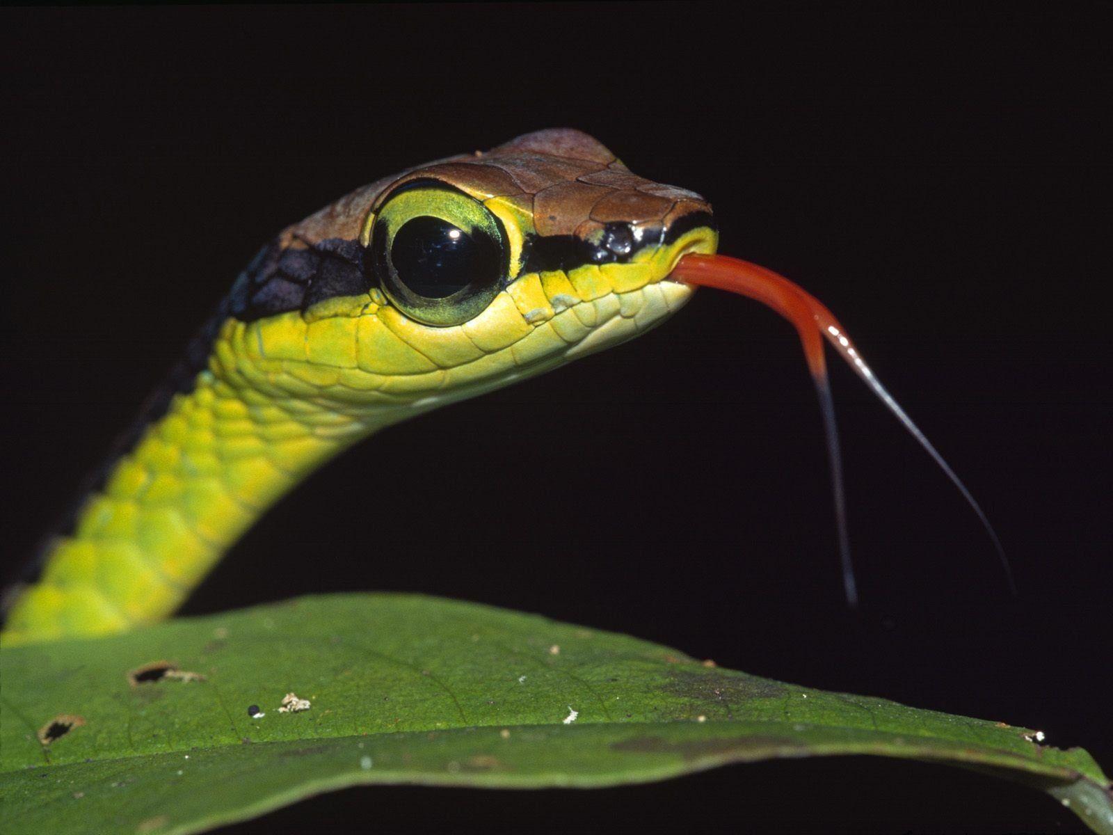 1600x1200 Reptile Wallpaper 1600×1200
