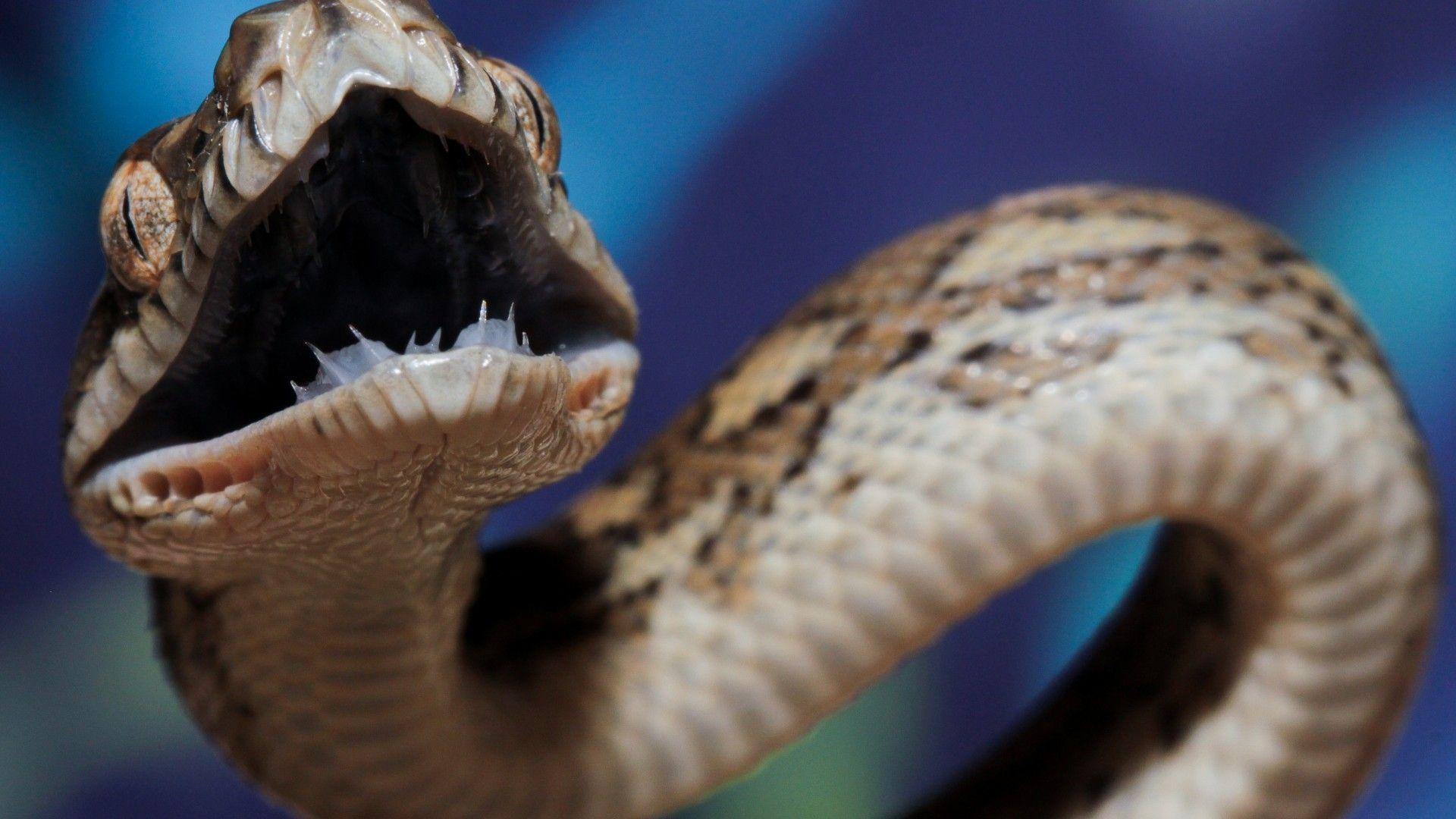 1920x1080 Wallpaper Coastal carpet python, Australia, teeth, tourism, eyes, angry, attack, animal, reptile, blue, grey, brown, snake, Animals