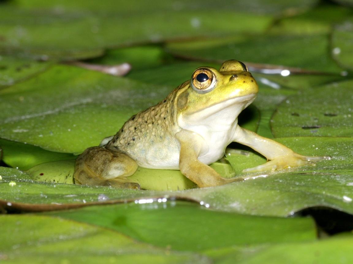 1152x864 Amphibian Wallpaper