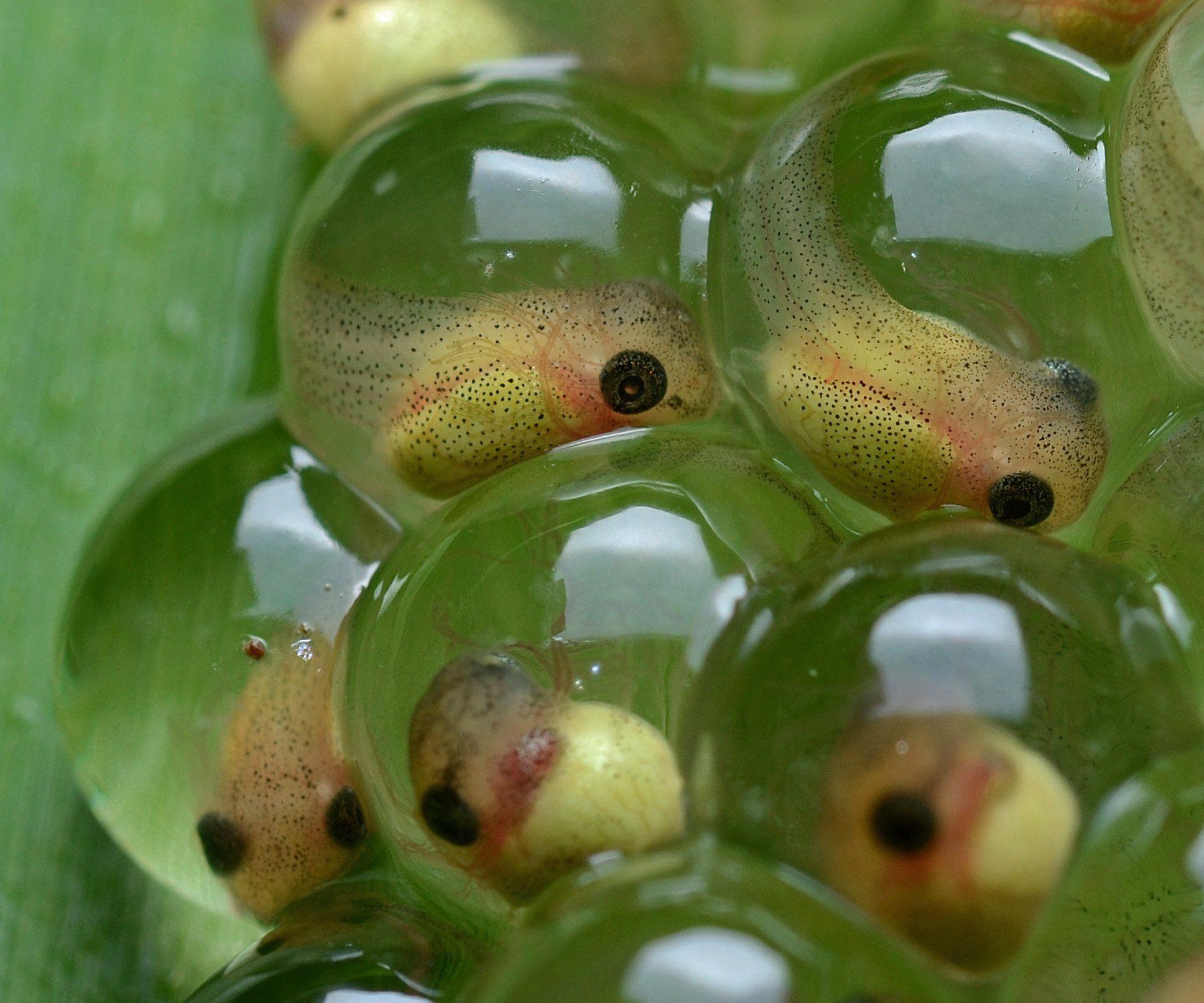 1936x1612 Tadpole amphibian frog toad baby underwater lake river wallpaper