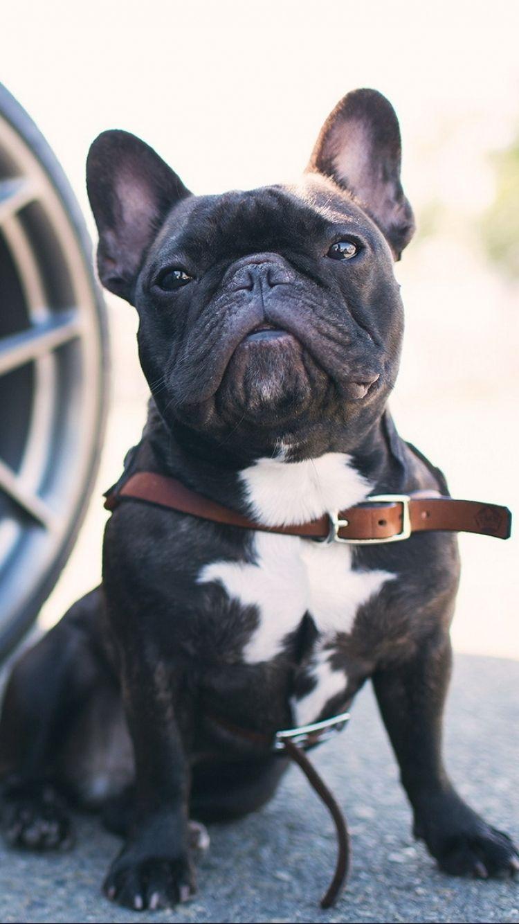 750x1334 French Bulldogs Wallpaper