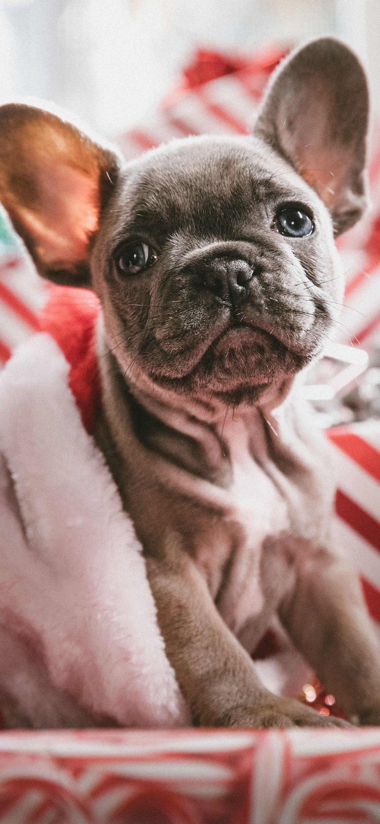 1242x2688 French Bulldog Christmas iPhone XS MAX HD 4k Wallpaper, Image, Background, Photo and Picture