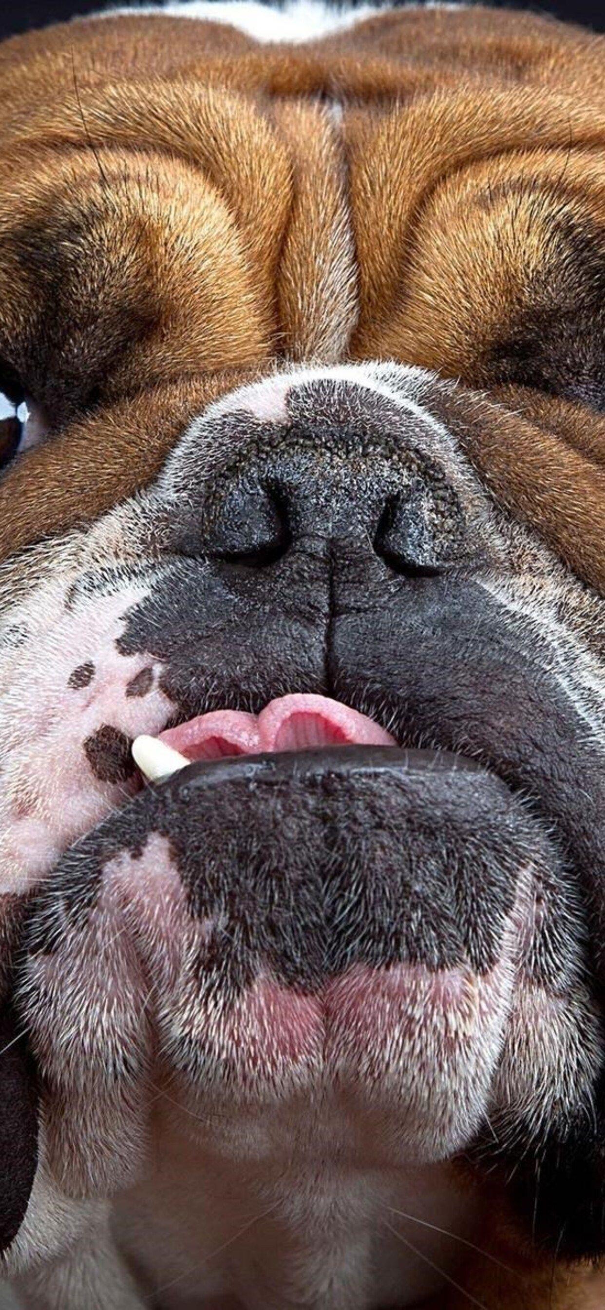 1242x2688 Bulldog iPhone XS MAX HD 4k Wallpaper, Image, Background, Photo and Picture
