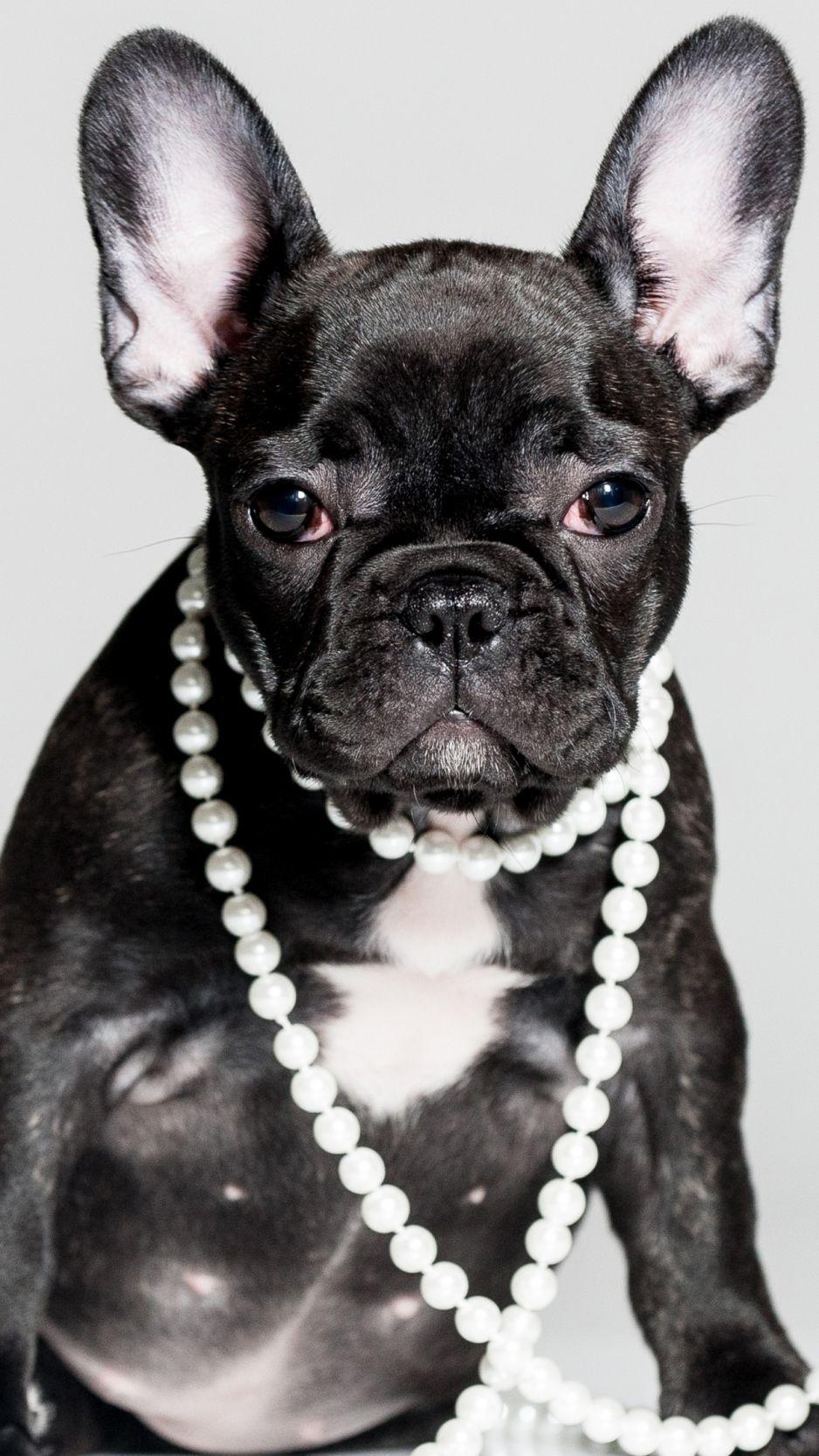 938x1668 Download French Bulldog, puppy, cute animals, 5k iPhone standard wallpaper 938x1668