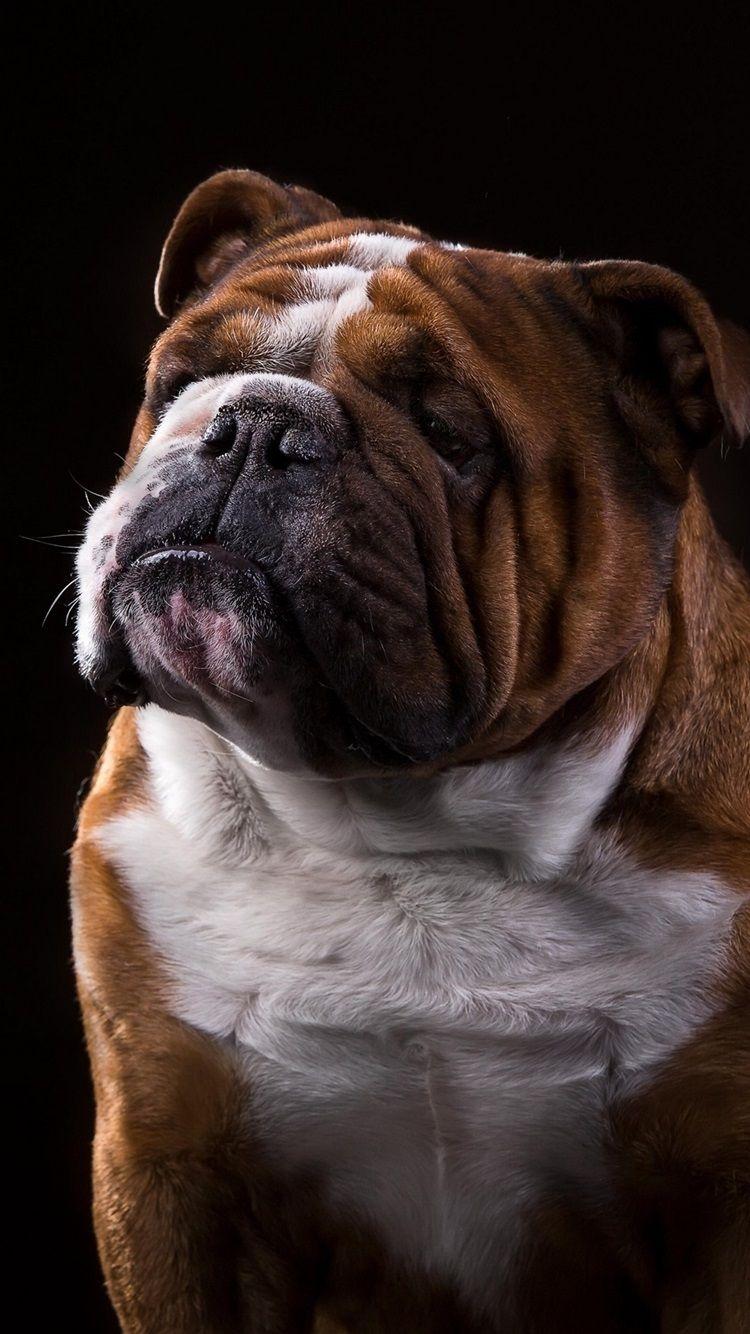 750x1334 Bulldog, Black Background 750x1334 IPhone 8 7 6 6S Wallpaper, Background, Picture, Image
